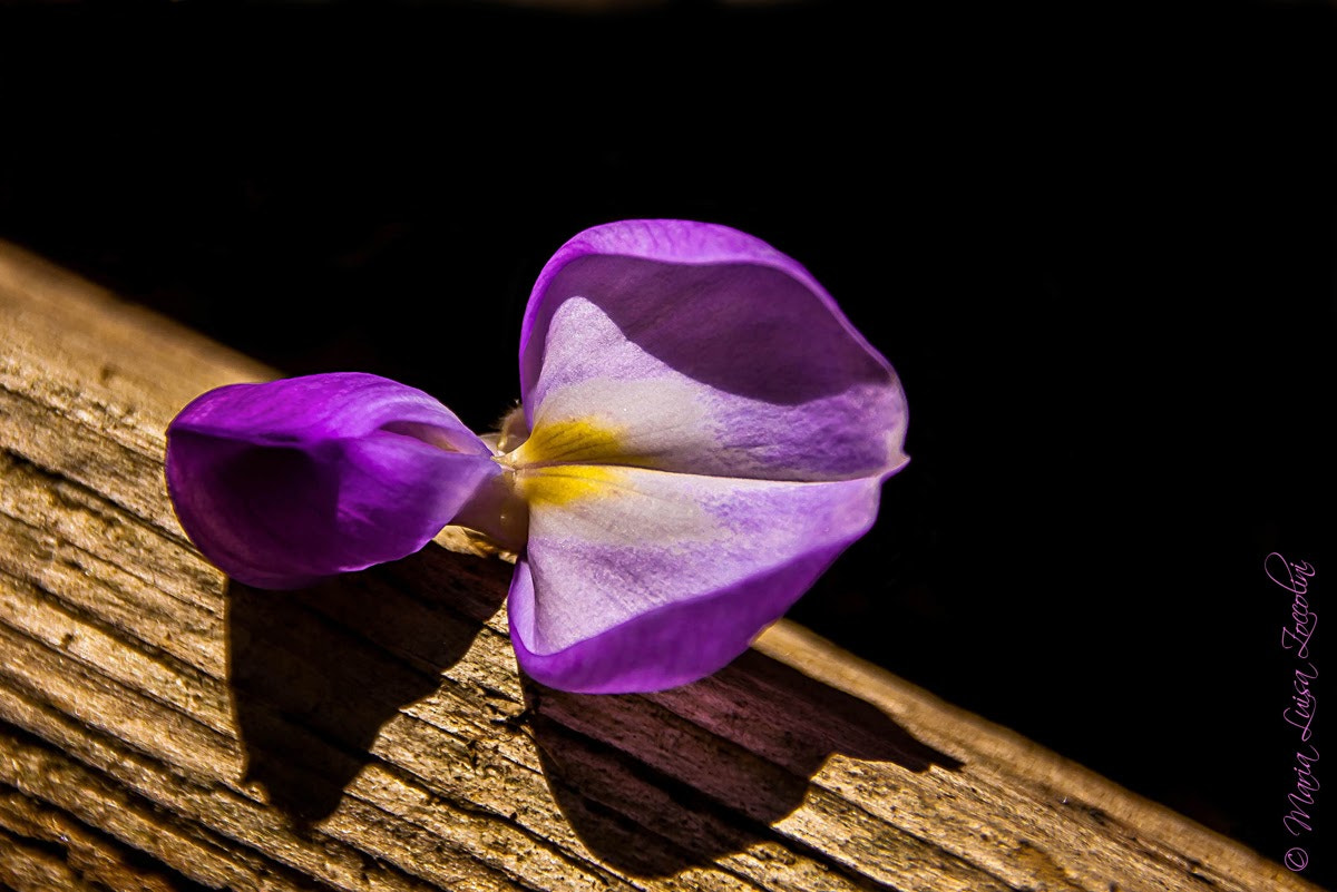 Sigma 18-250mm F3.5-6.3 DC OS HSM sample photo. Solo.... photography