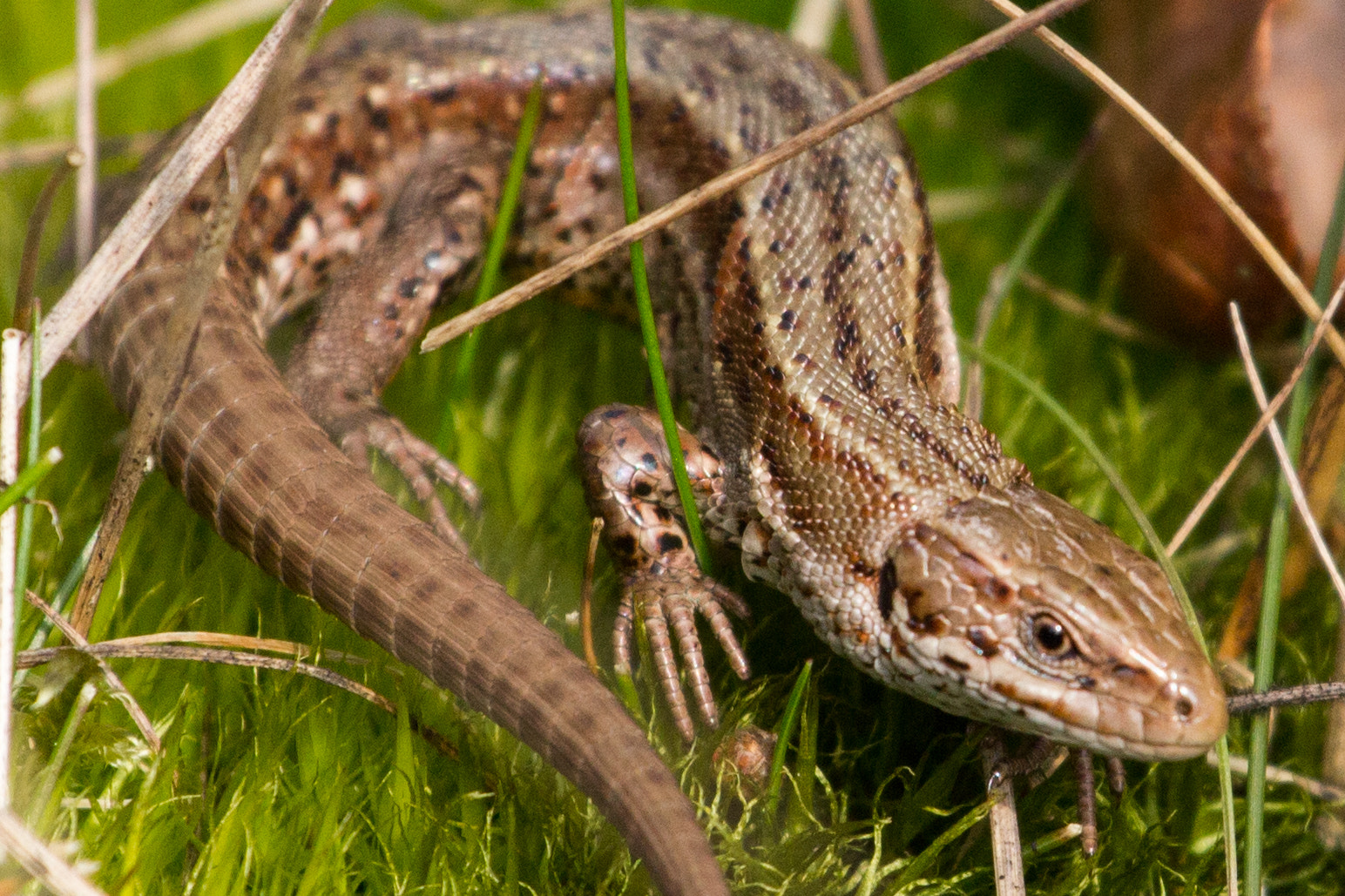 Canon EOS 550D (EOS Rebel T2i / EOS Kiss X4) + Canon EF 70-200mm F4L USM sample photo. Common lizard photography