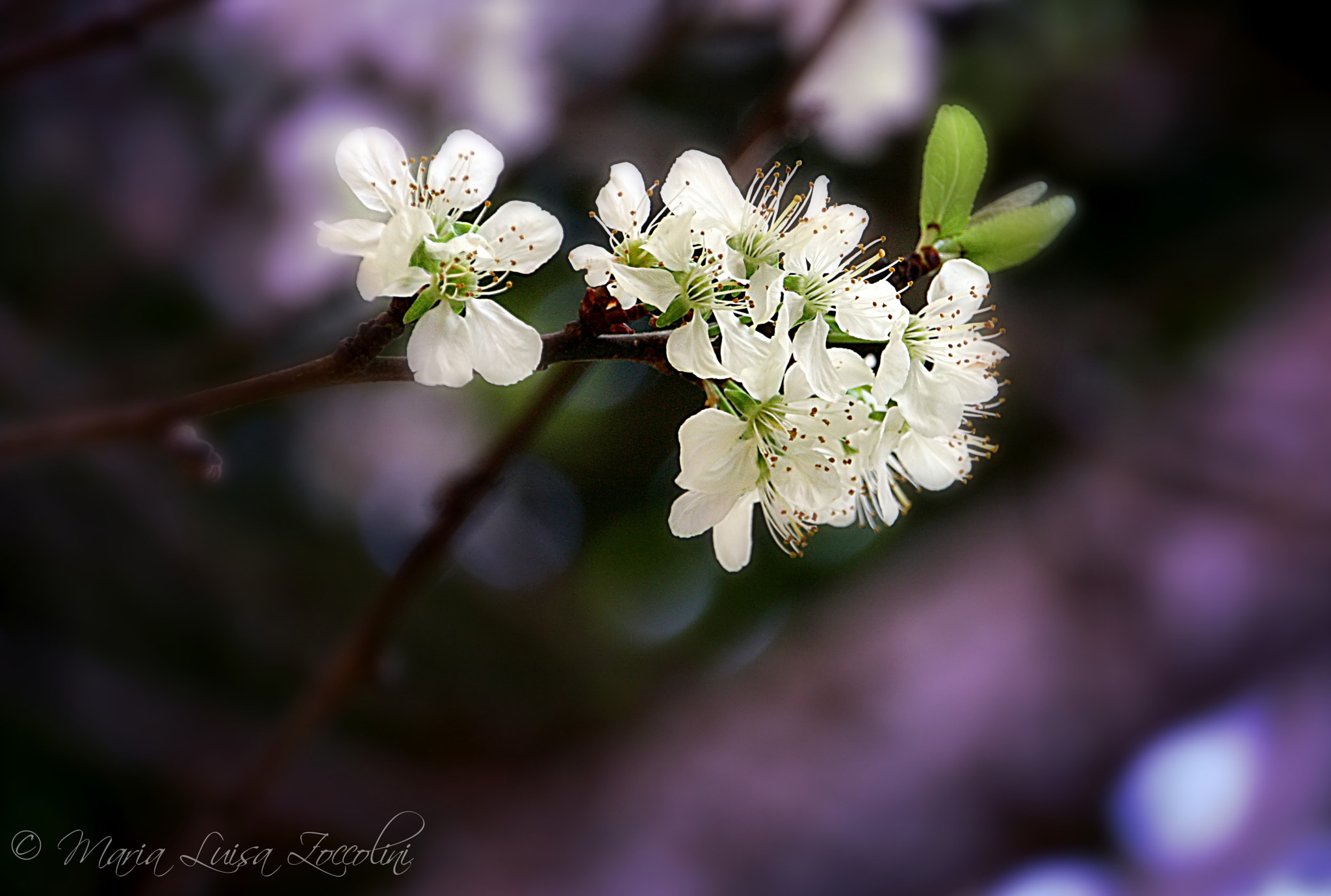 Sigma 18-250mm F3.5-6.3 DC OS HSM sample photo. Fiori di prugno photography
