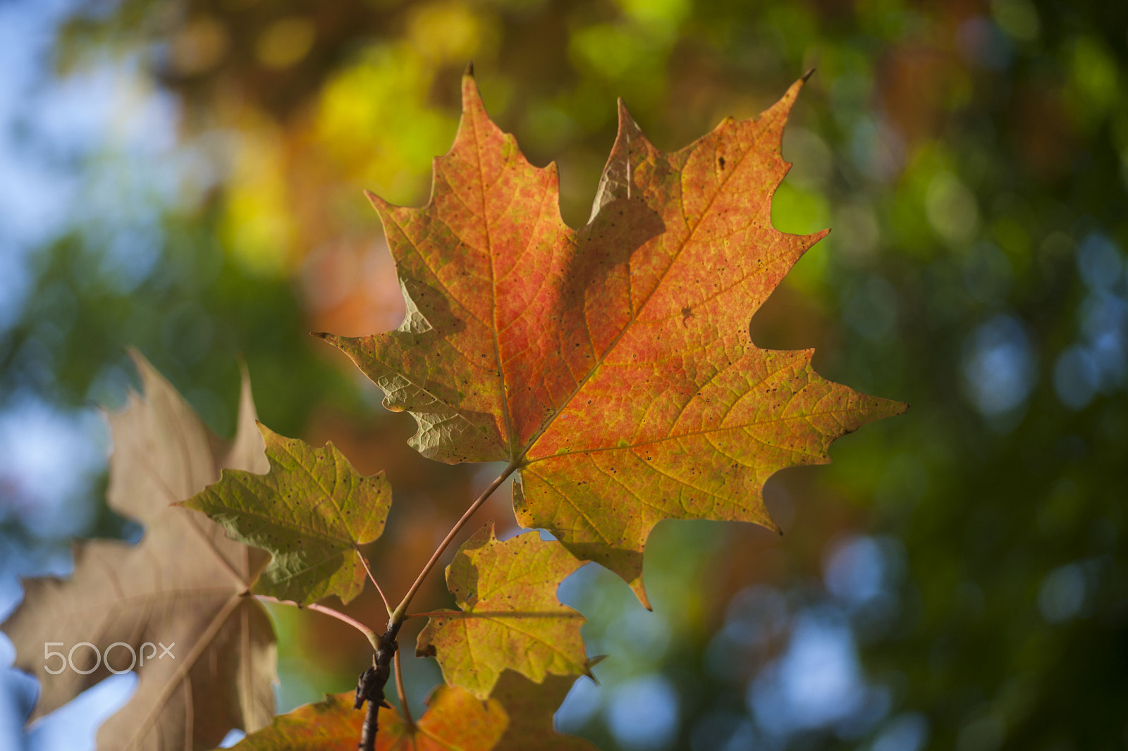 Sony Alpha DSLR-A900 + MACRO 50mm F2.8 sample photo. Autumn photography