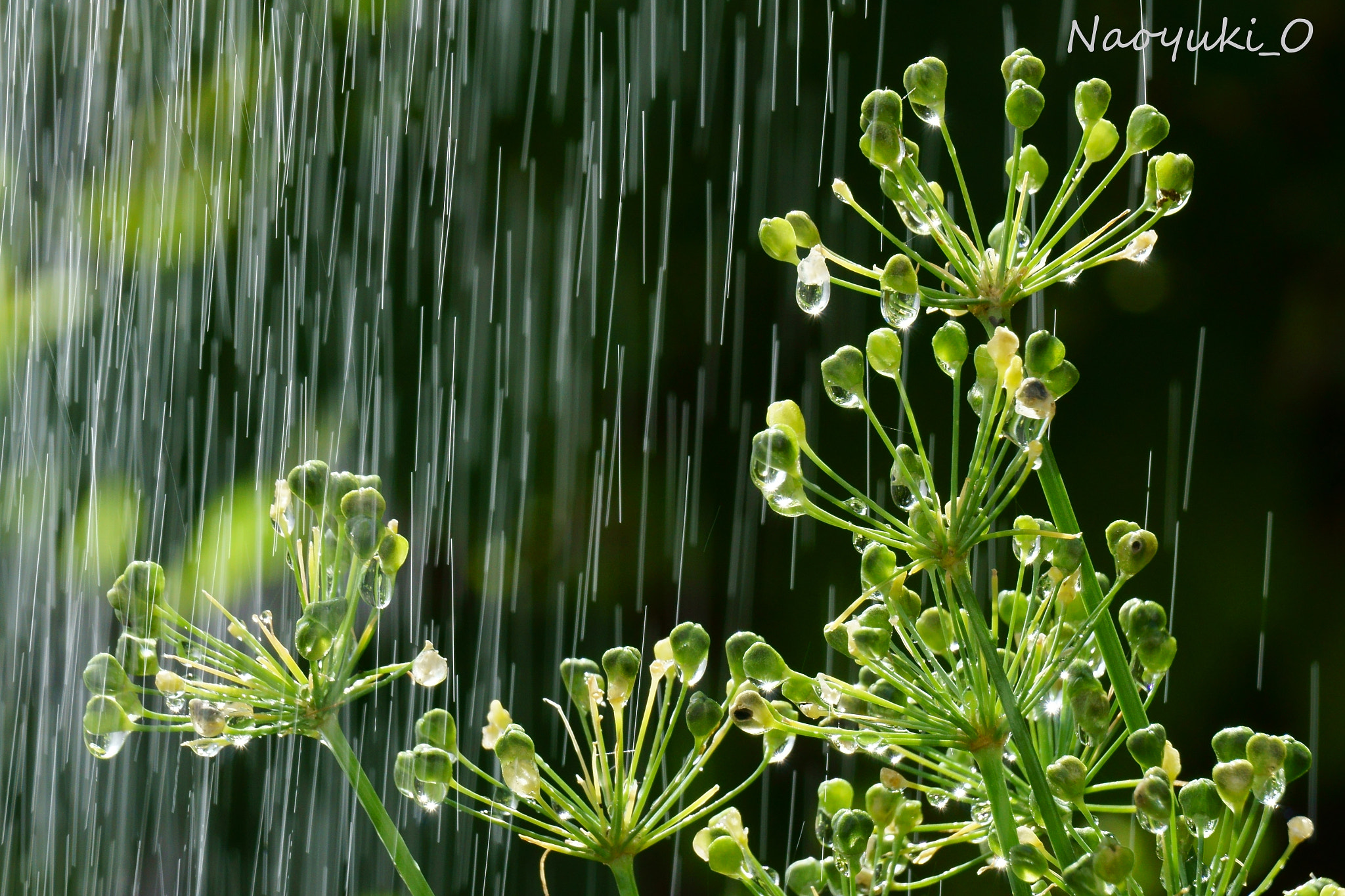 Sony a5100 sample photo. 秋雨 photography
