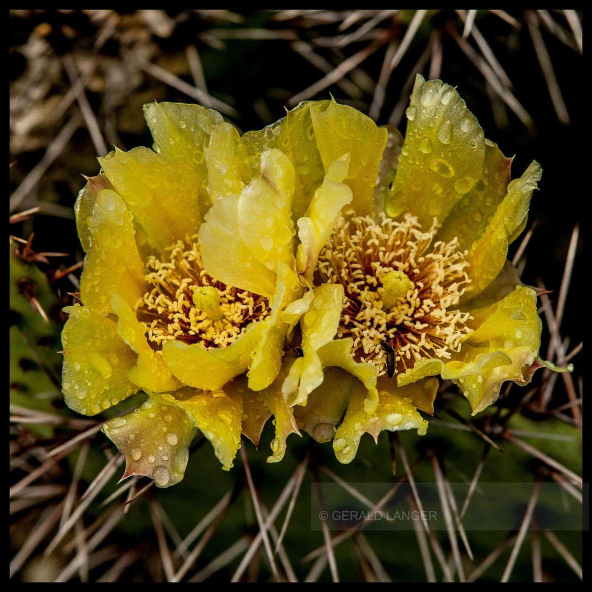 Canon EOS-1Ds + Canon EF 70-200mm F2.8L IS II USM sample photo. Opuntia phaeacantha photography
