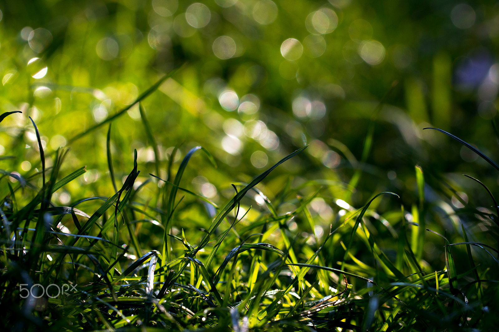 Canon EOS 600D (Rebel EOS T3i / EOS Kiss X5) + Canon EF 100mm F2.8L Macro IS USM sample photo. Simple green photography