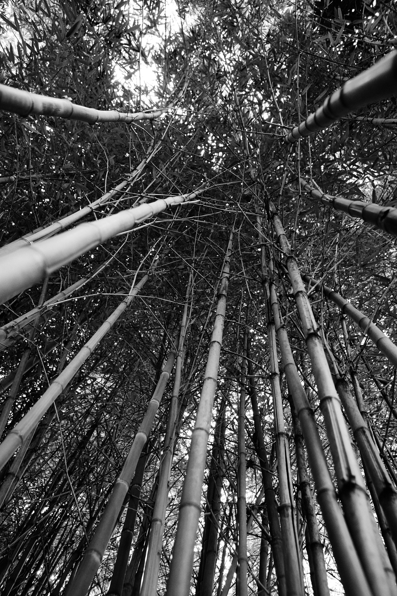Sony DT 16-105mm F3.5-5.6 sample photo. Bamboo photography