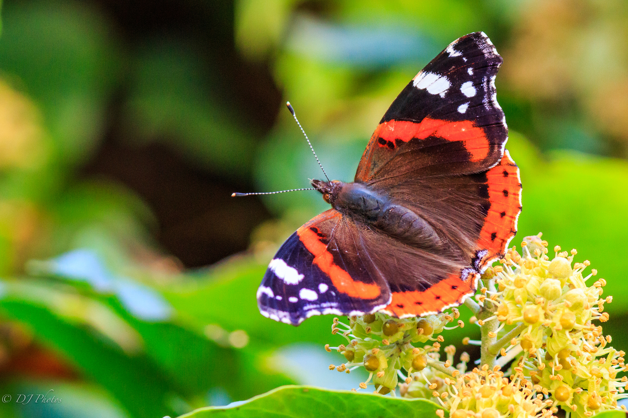 Canon EOS 70D + Canon EF 300mm F4L IS USM sample photo. Butterfly photography