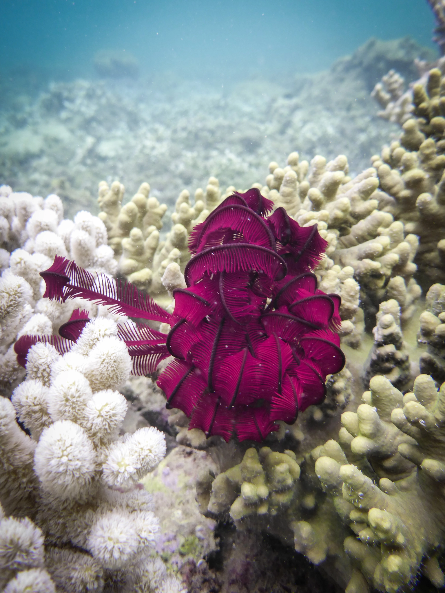 Panasonic Lumix DMC-TS5 (Lumix DMC-FT5) sample photo. Crinoid acting flowery photography