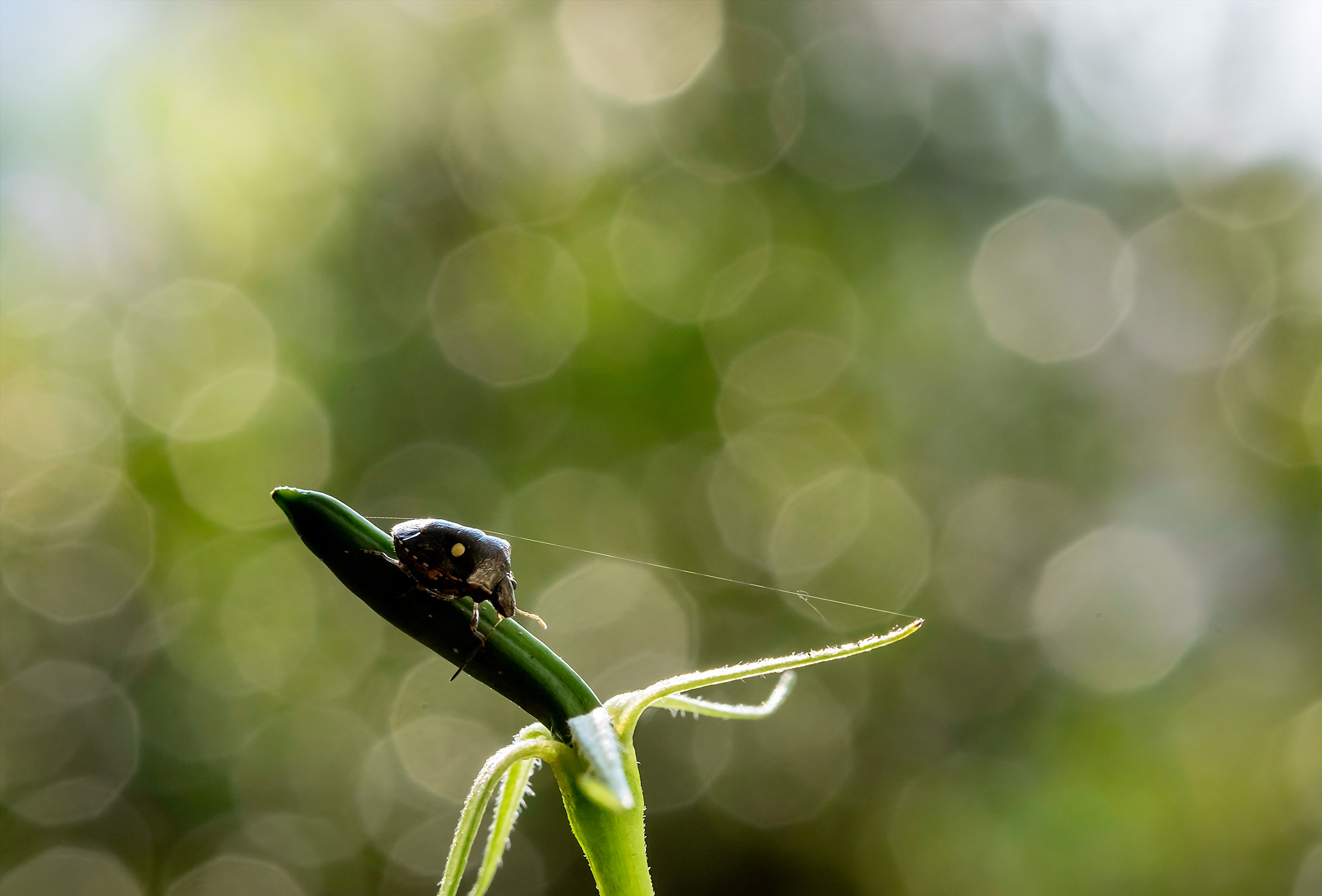 Fujifilm X-T10 + Fujifilm XF 60mm F2.4 R Macro sample photo. Bug photography