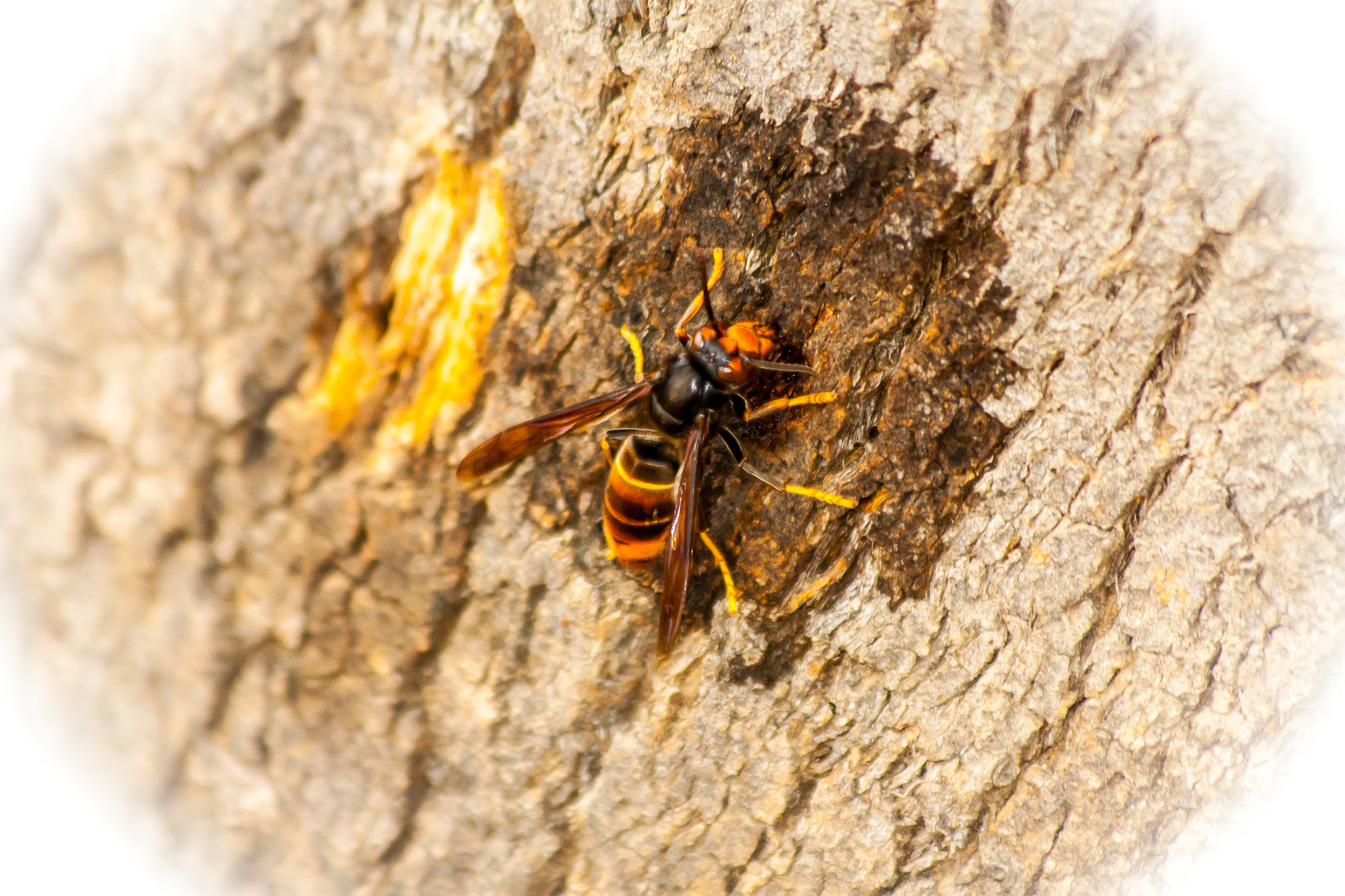 Canon EF 70-300mm F4-5.6 IS USM sample photo. Wasp photography