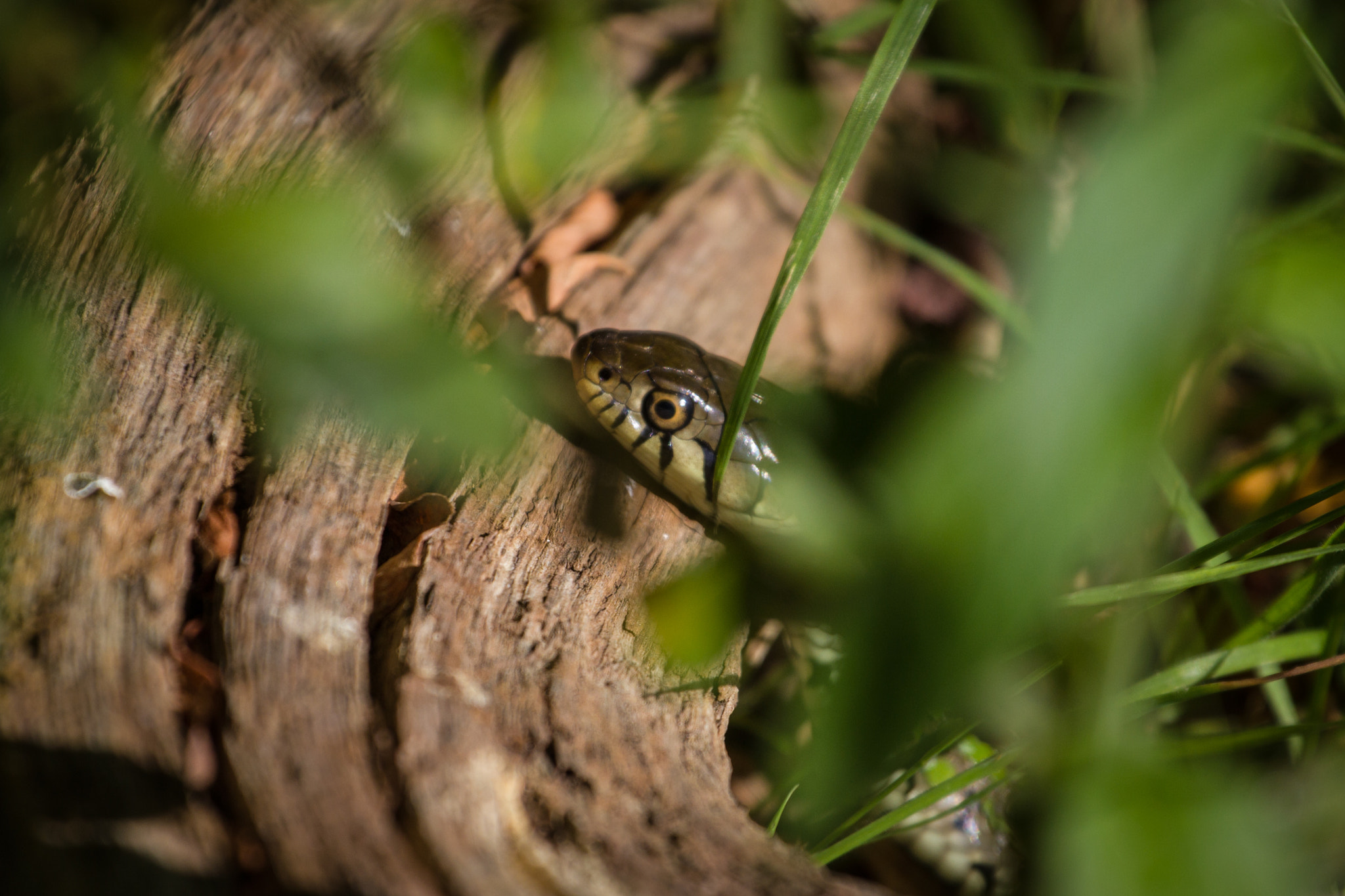 Canon EOS 550D (EOS Rebel T2i / EOS Kiss X4) + Canon EF 70-200mm F4L USM sample photo. Grass snake photography