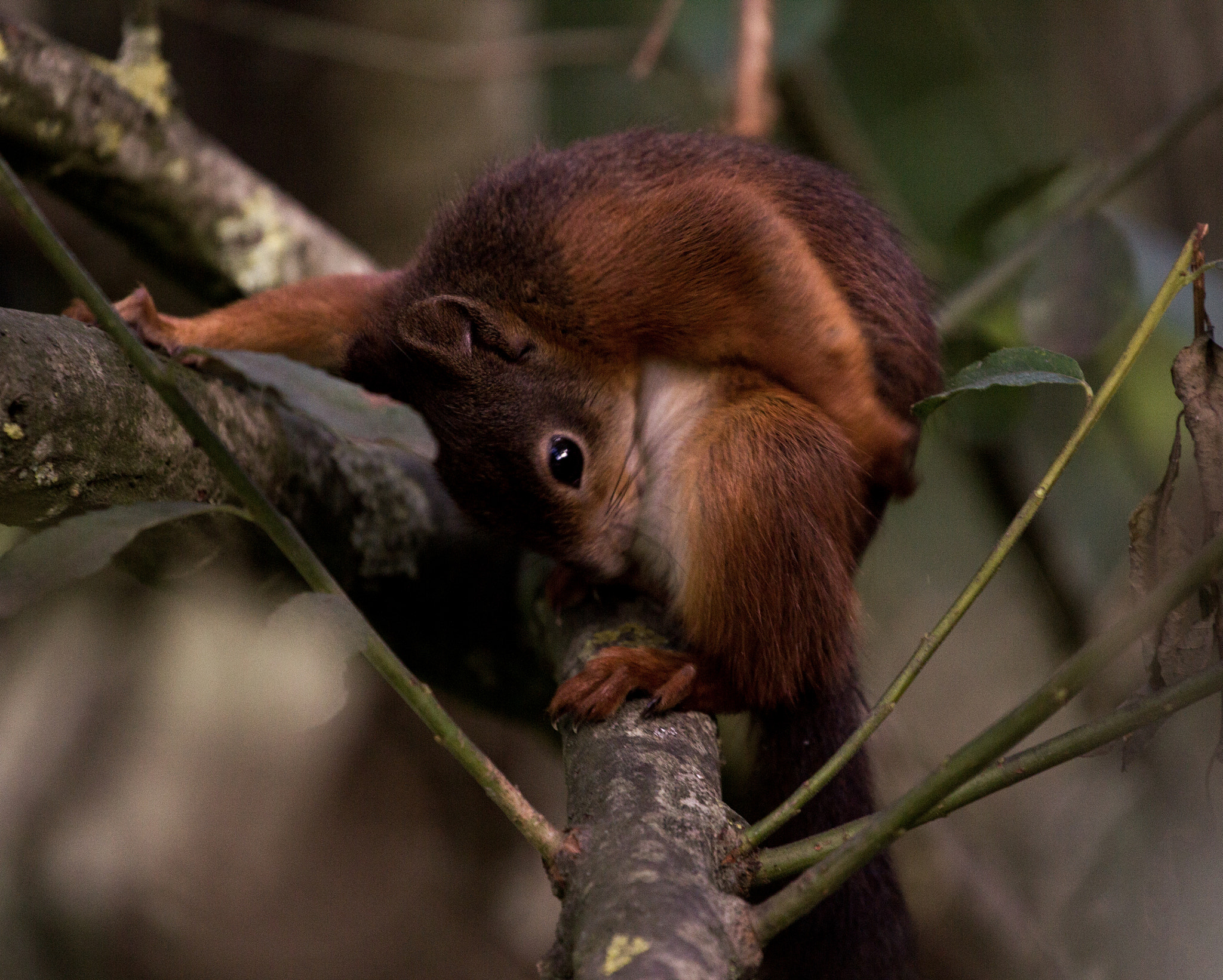 Canon EOS 550D (EOS Rebel T2i / EOS Kiss X4) + Canon EF 70-200mm F4L USM sample photo. Red squirrel photography