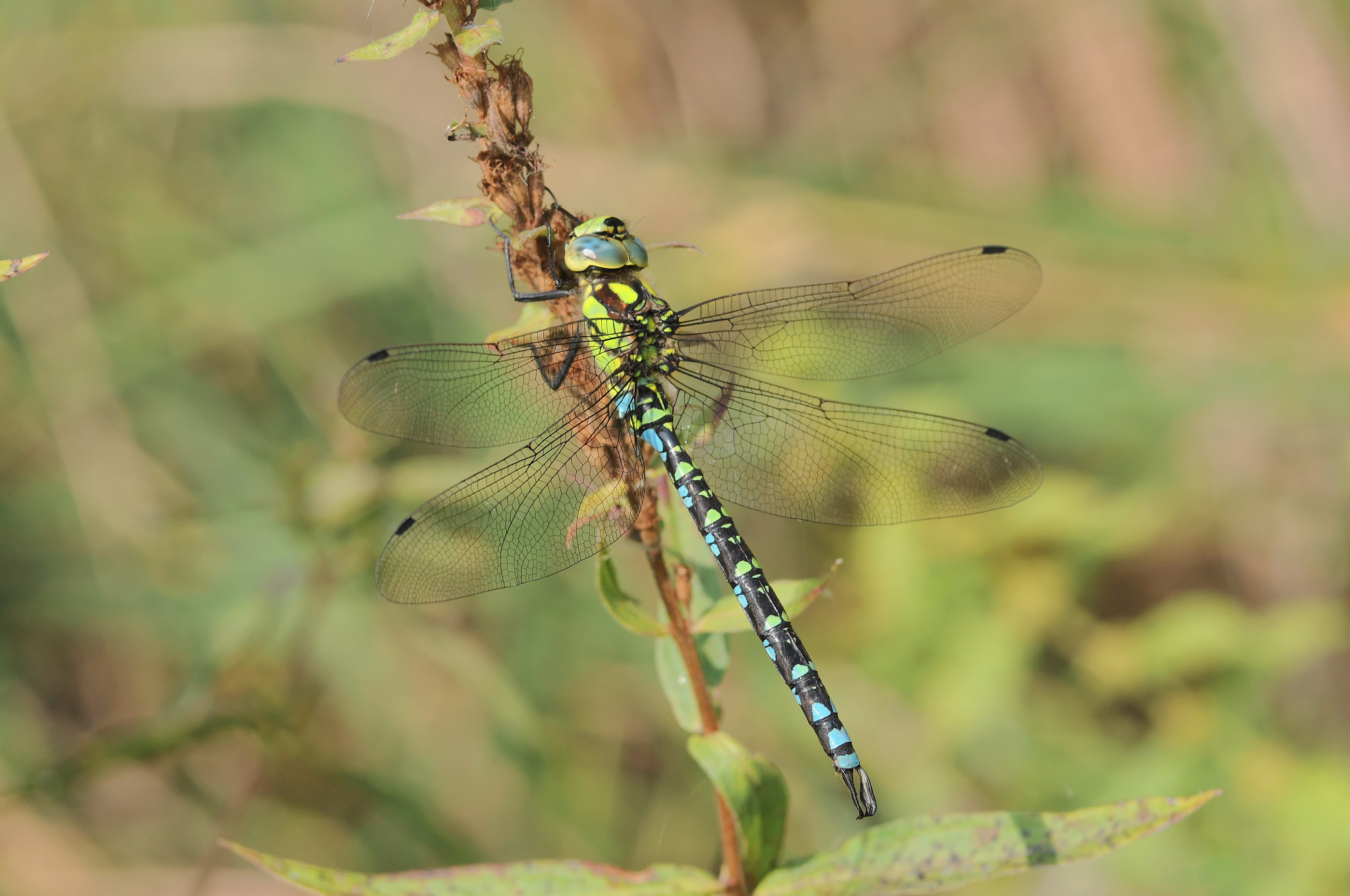 Nikon D300S + Sigma 105mm F2.8 EX DG Macro sample photo. Libellule Æschne bleue (aeshna cyanea) photography