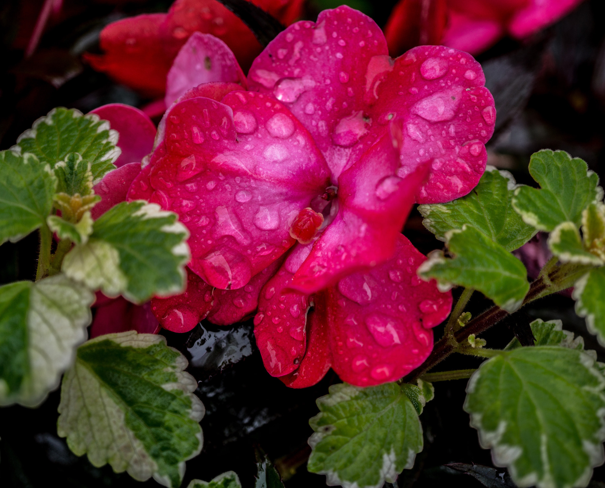 Sony Alpha NEX-7 + Sony E 30mm F3.5 Macro sample photo. I just love flowers. photography