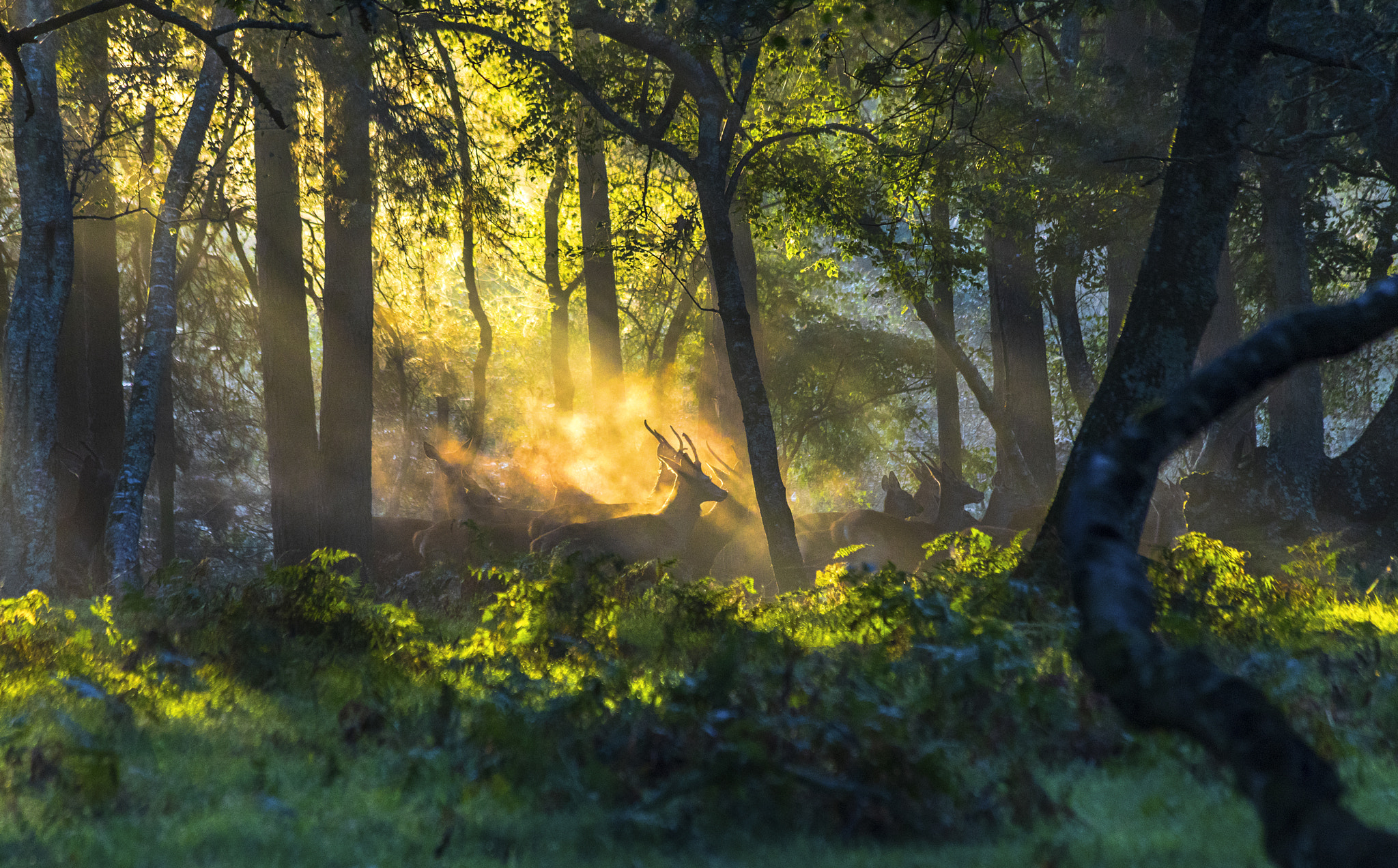 Canon EF 70-300mm F4-5.6 IS USM sample photo. Headlong rush photography