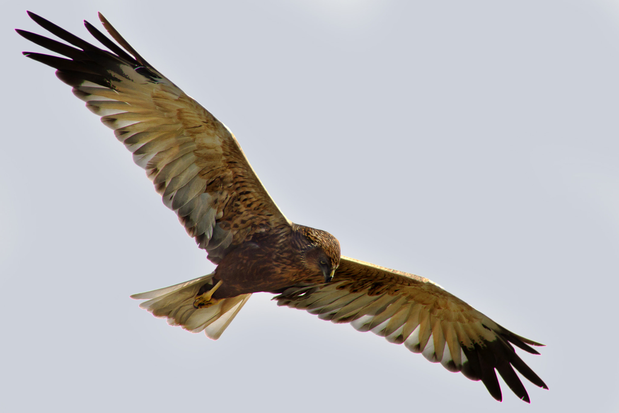 Canon EF 300mm f/2.8L + 1.4x sample photo. Marsh harrier photography