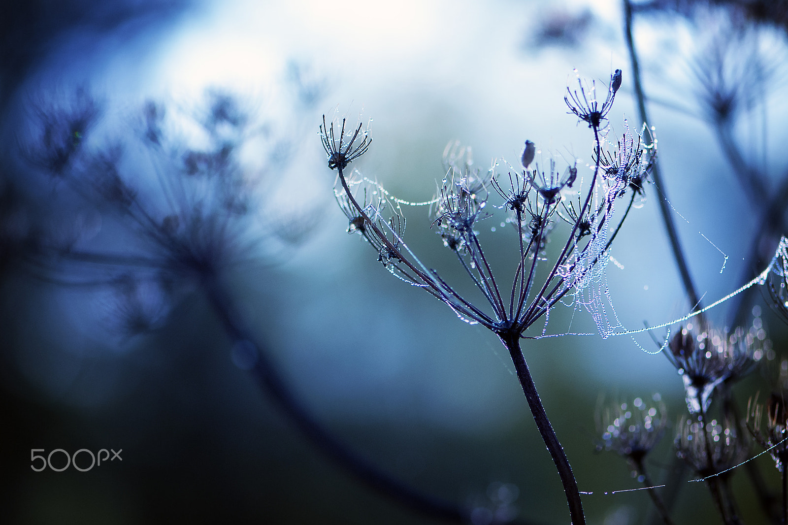 Nikon AF-S Micro-Nikkor 105mm F2.8G IF-ED VR sample photo. Attrape gouttes photography