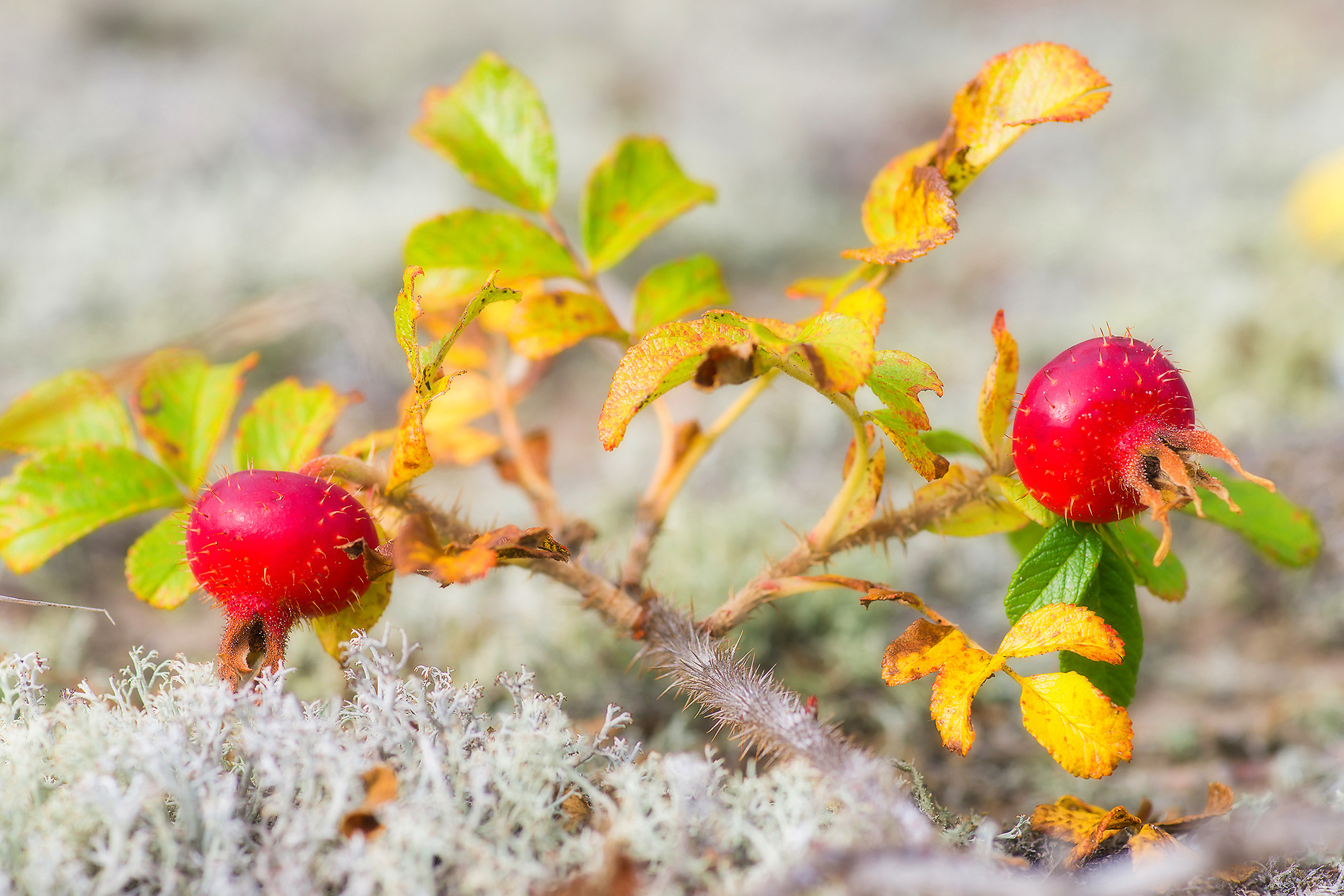 Sony Alpha DSLR-A850 sample photo. Dog-rose fruit. photography