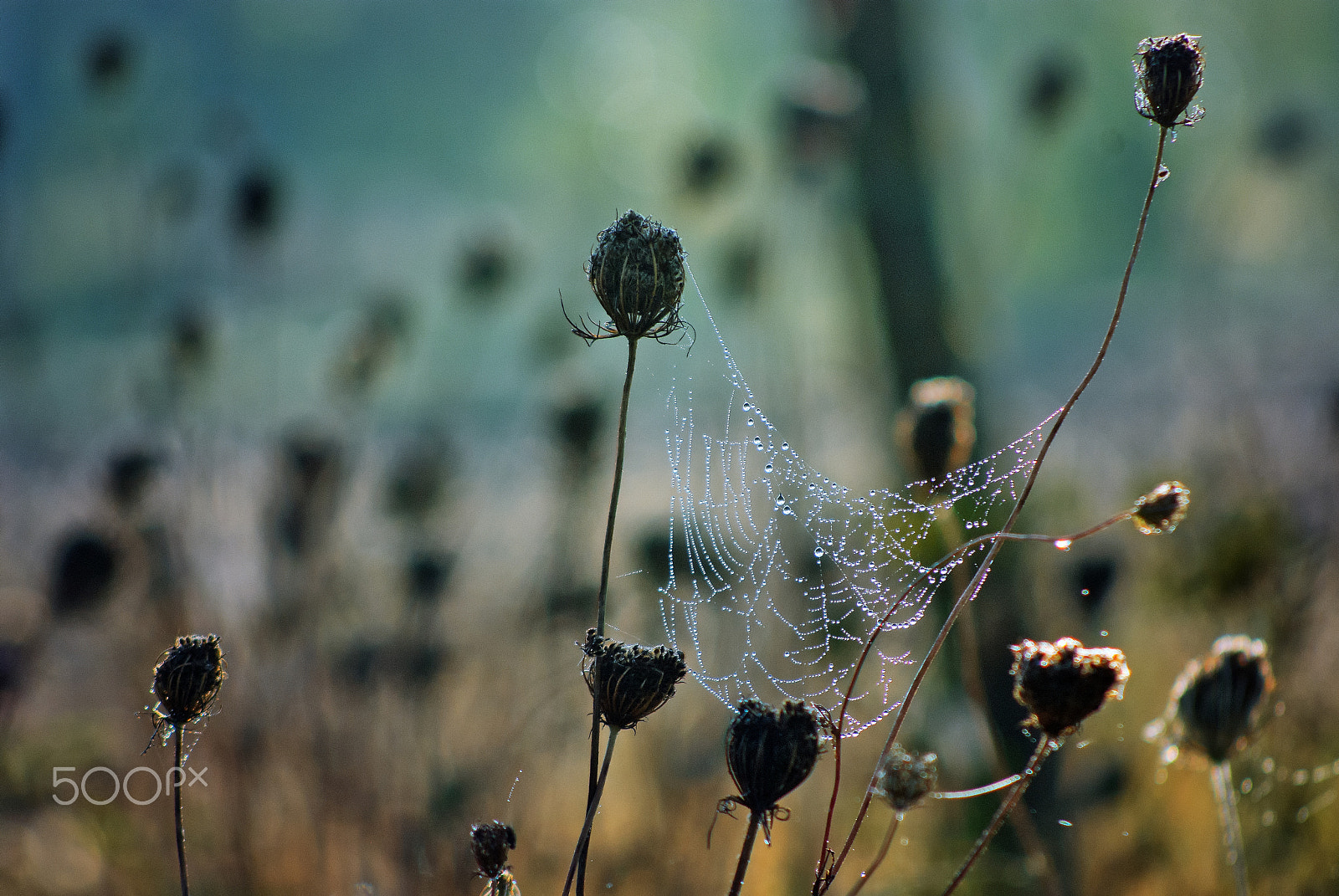 Nikon D80 sample photo. Zen attitude photography