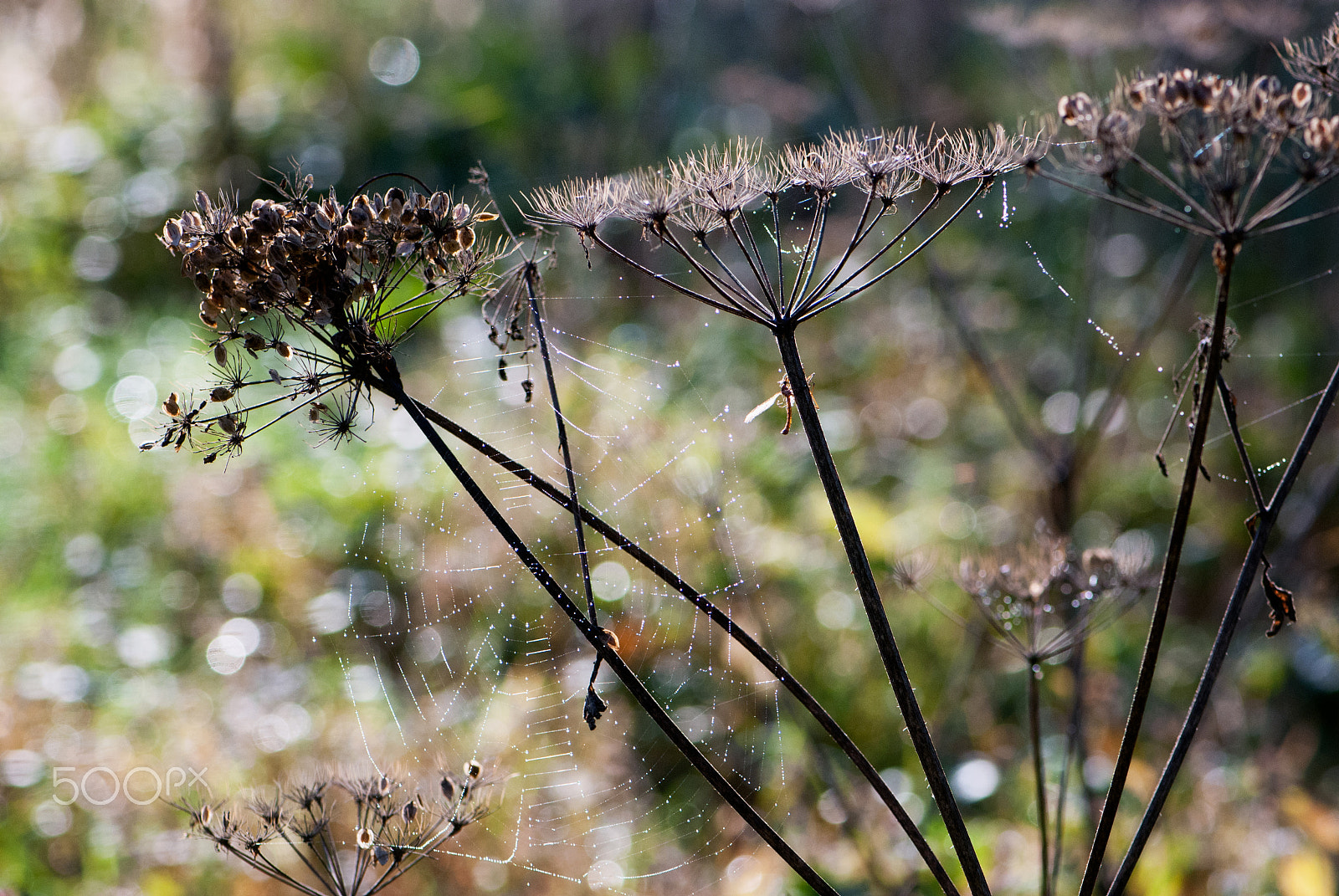 Nikon AF-S Micro-Nikkor 105mm F2.8G IF-ED VR sample photo. Accrobranche photography