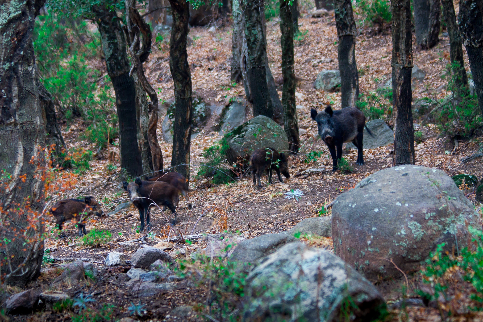 Canon EF 70-300mm F4-5.6 IS USM sample photo. Wild boar family photography