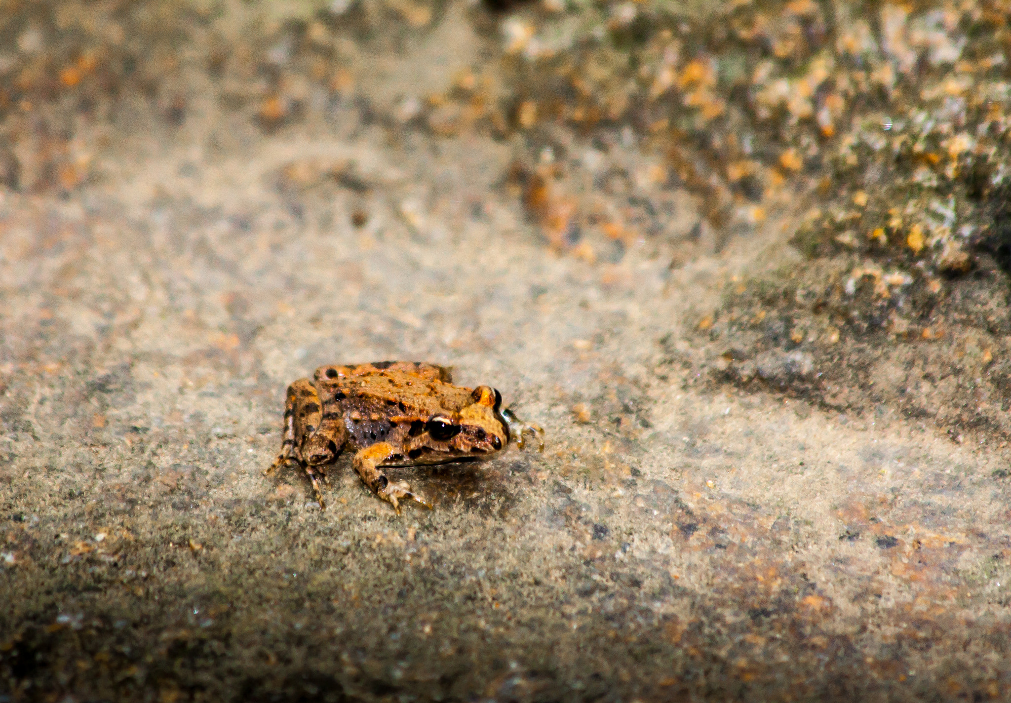 Canon EF 70-300mm F4-5.6 IS USM sample photo. The little frog model photography