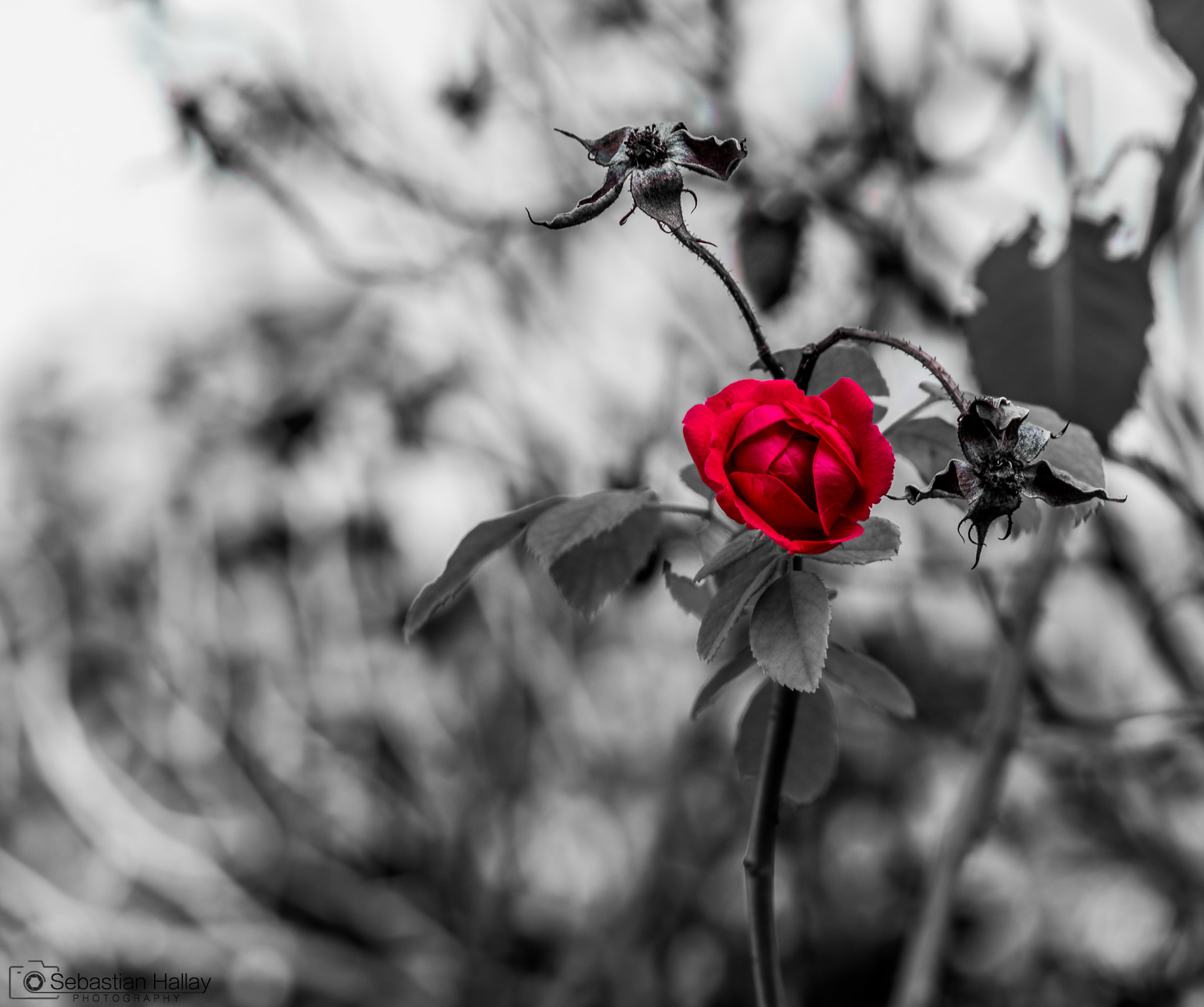 Canon EF-S 55-250mm F4-5.6 IS II sample photo. Dead and alive photography
