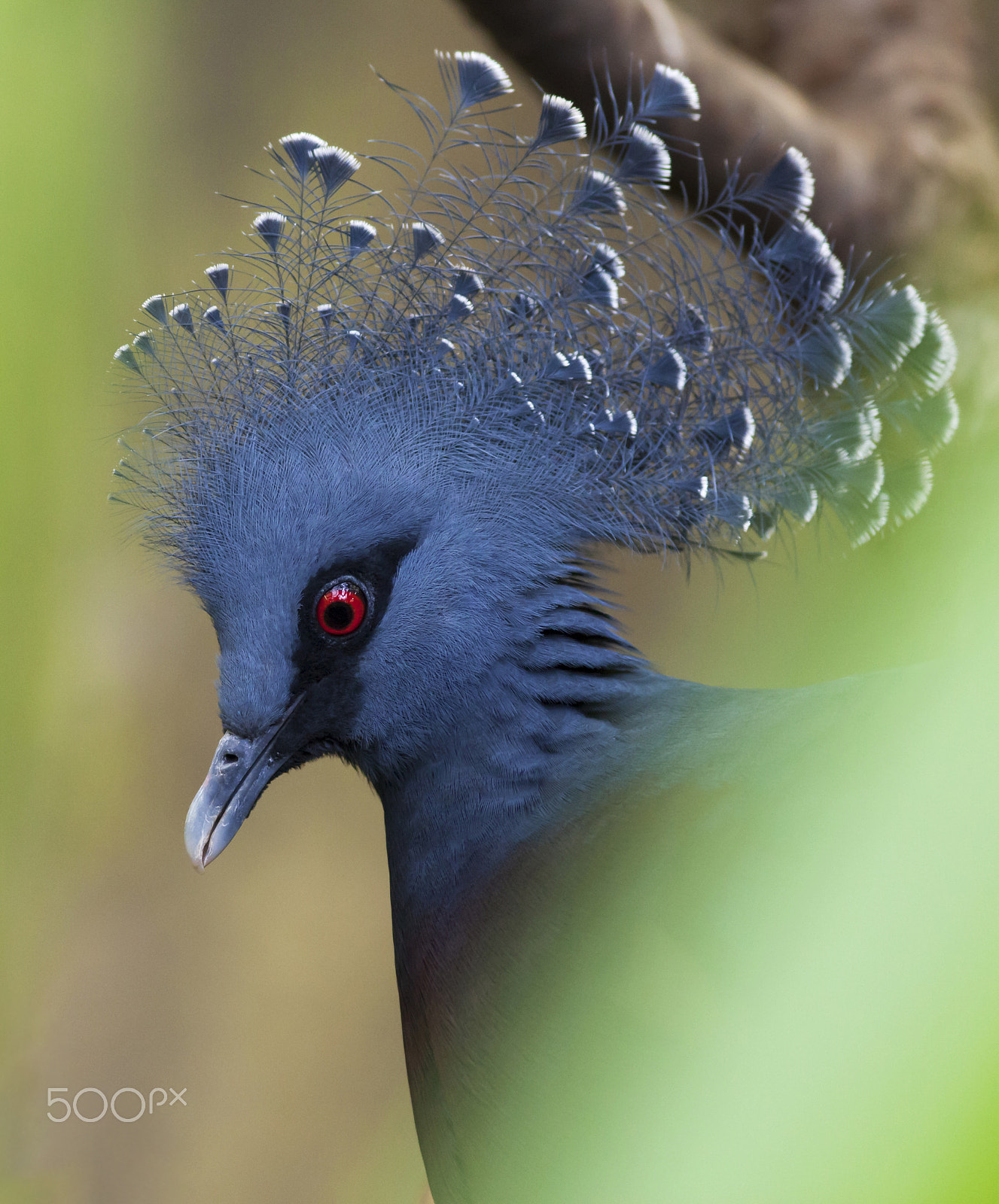 Canon EOS 5D Mark II sample photo. Victoria crowned pigeon photography