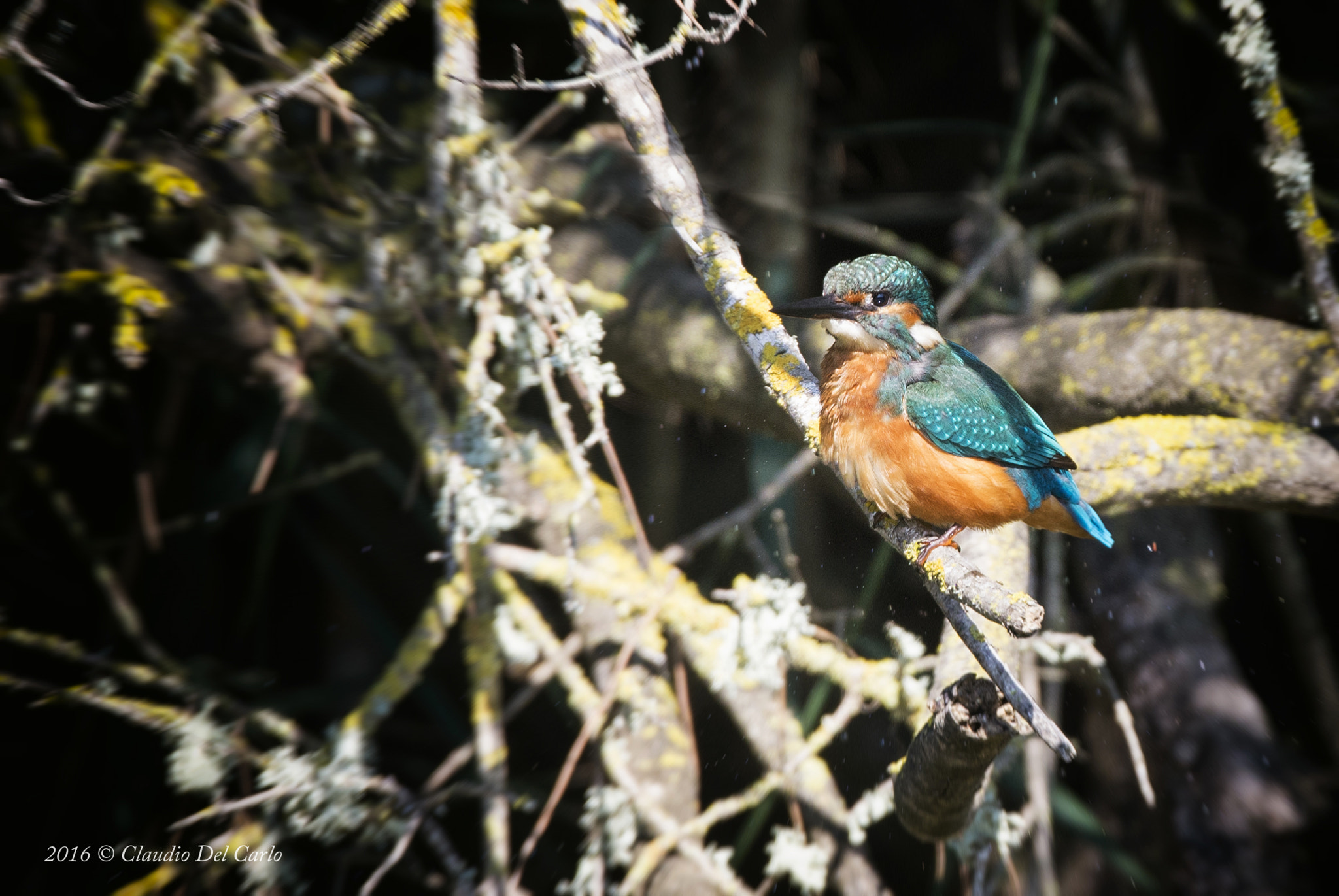Sigma 150-600mm F5-6.3 DG OS HSM | S sample photo. Dsc photography