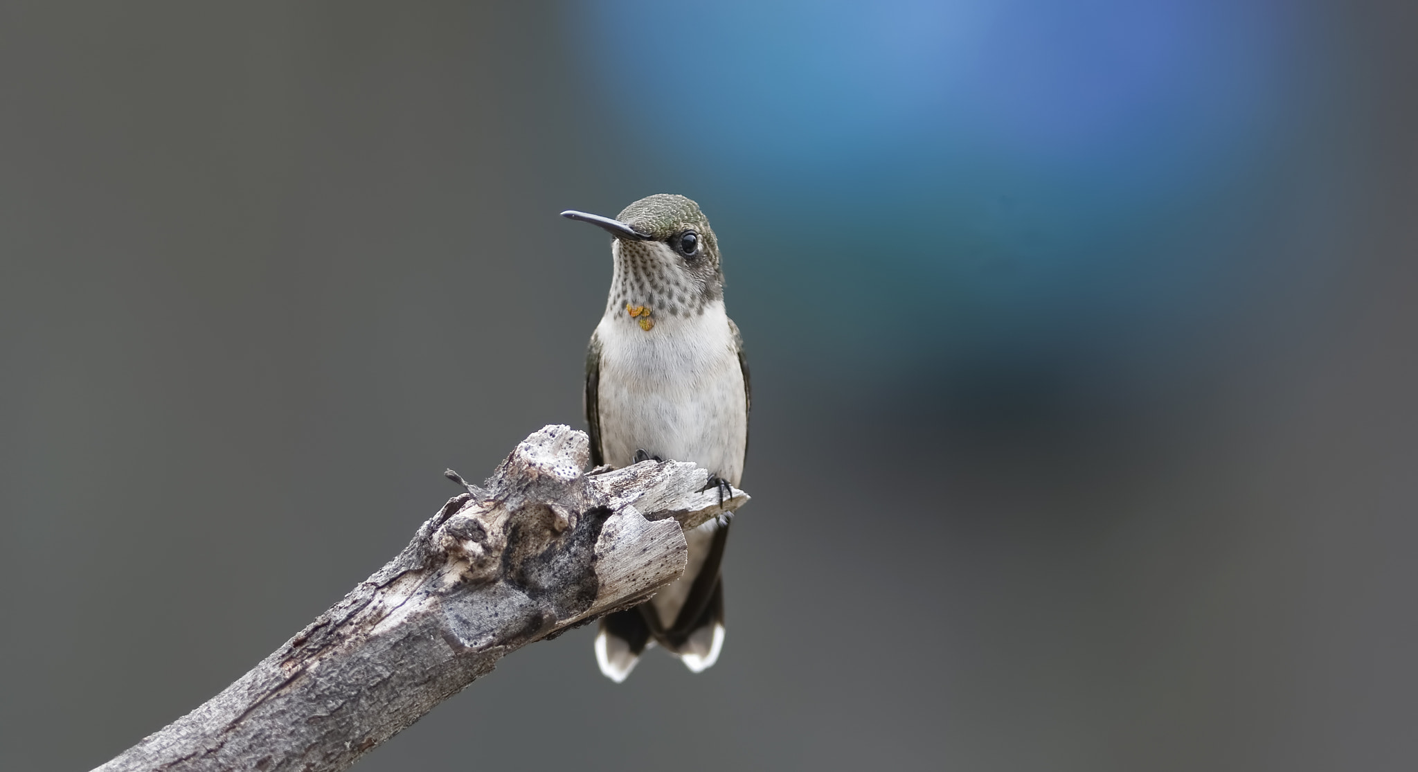 Sigma 28-300mm F3.5-6.3 DG Macro sample photo. Hummingbird and gazing ball photography
