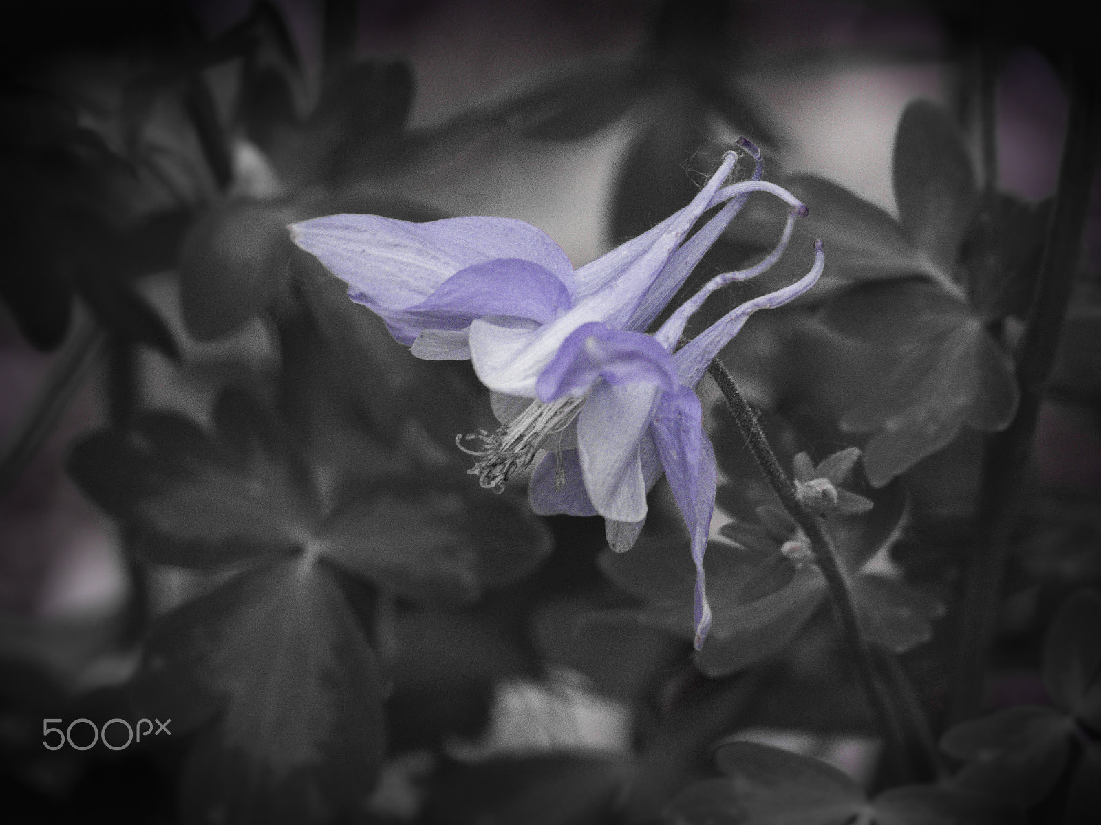 Olympus OM-D E-M1 sample photo. Beautiful columbine flower in bloom photography