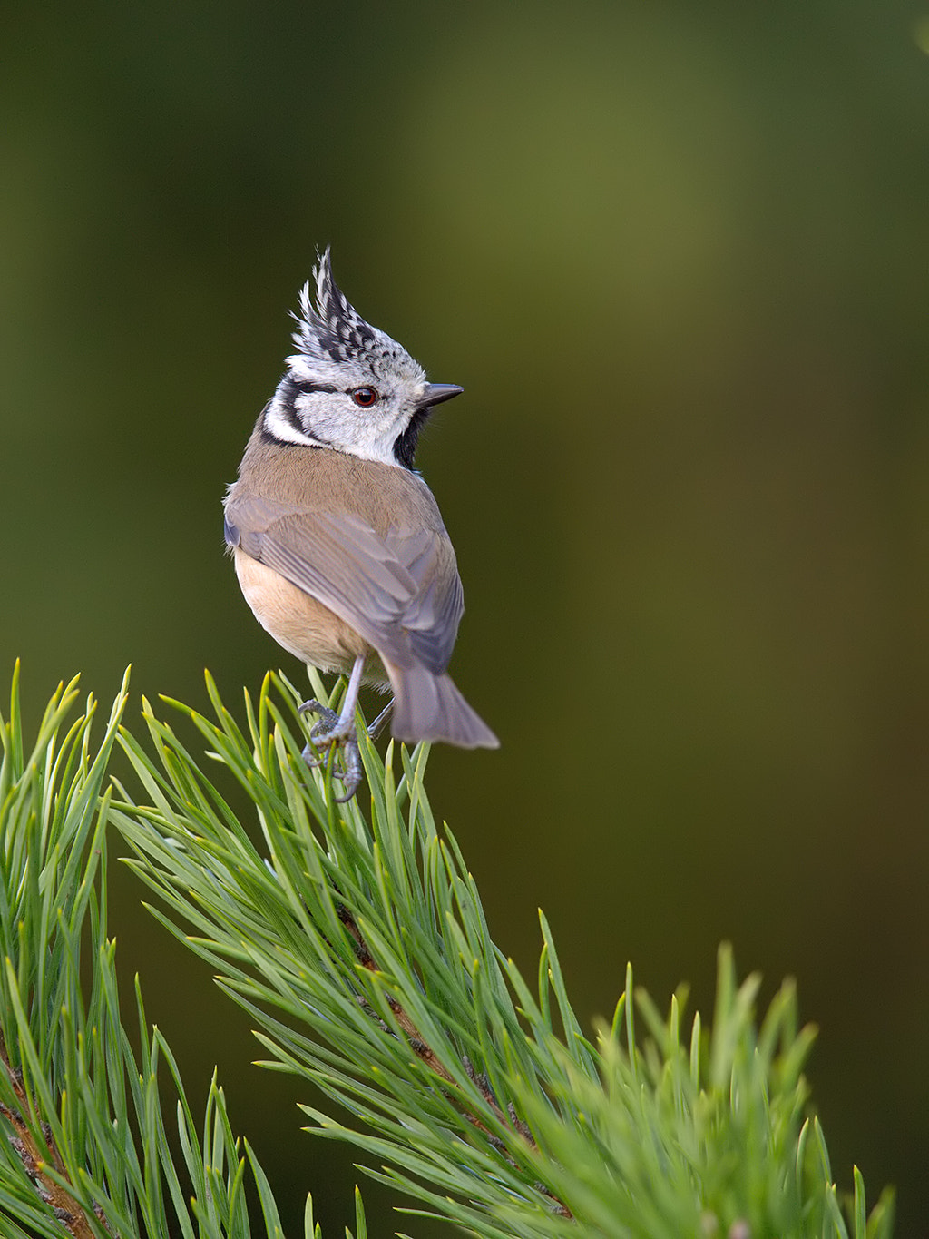 Canon EOS-1D X + Canon EF 600mm F4L IS II USM sample photo. Crested tit photography