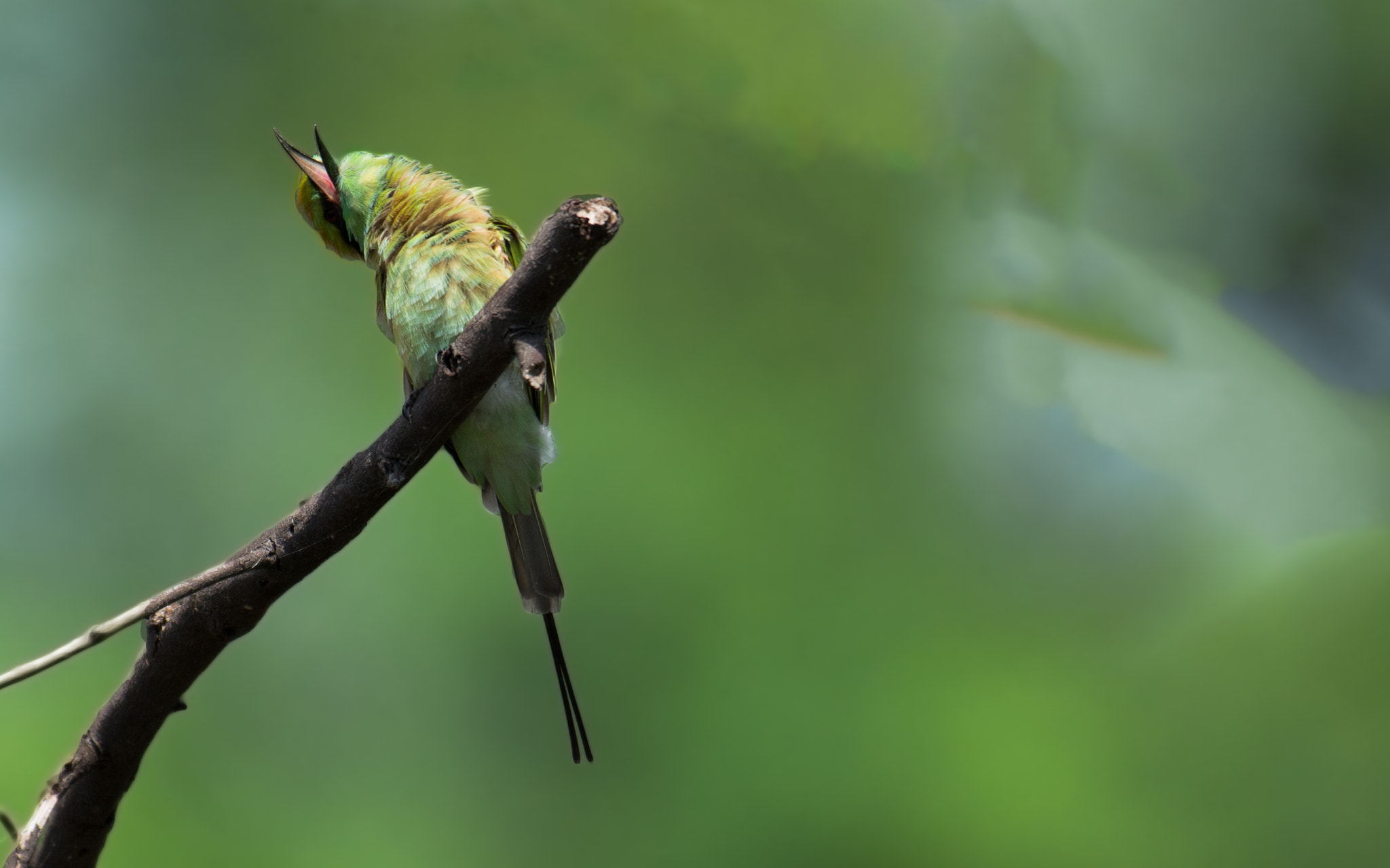 Nikon AF-S Nikkor 200-500mm F5.6E ED VR sample photo. Curious yawn photography