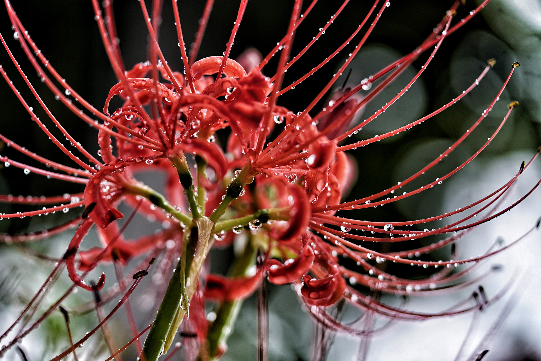 Sony a7S + Sony FE 90mm F2.8 Macro G OSS sample photo. Spider lily in the rain photography