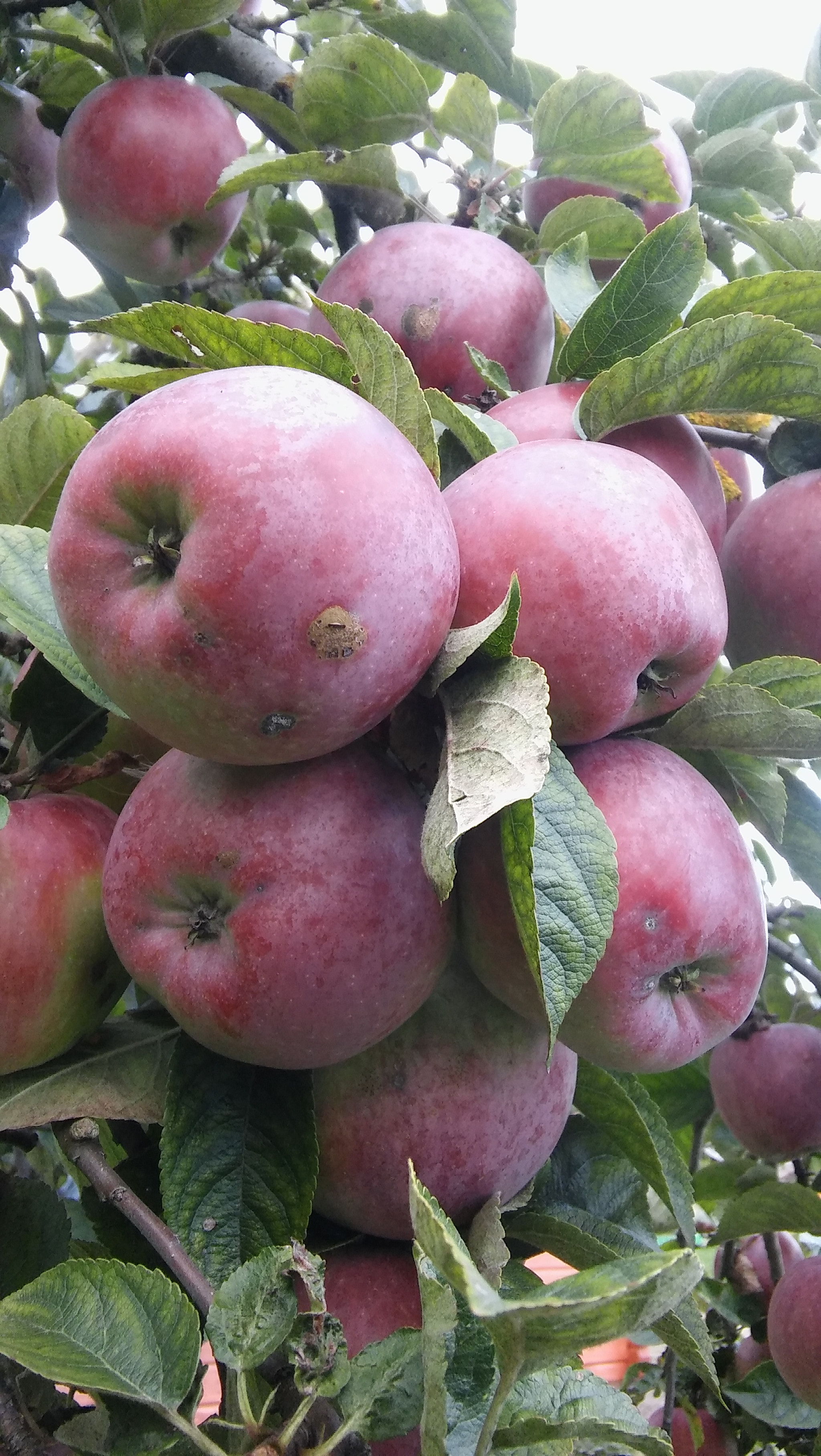 LG SPIRIT 4G LTE sample photo. Apples photography