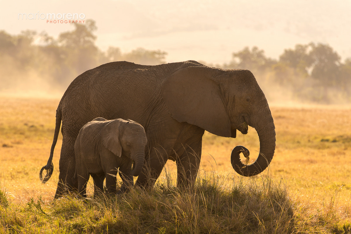 Canon EF 300mm F2.8L IS USM sample photo. Elephants in the marsh photography