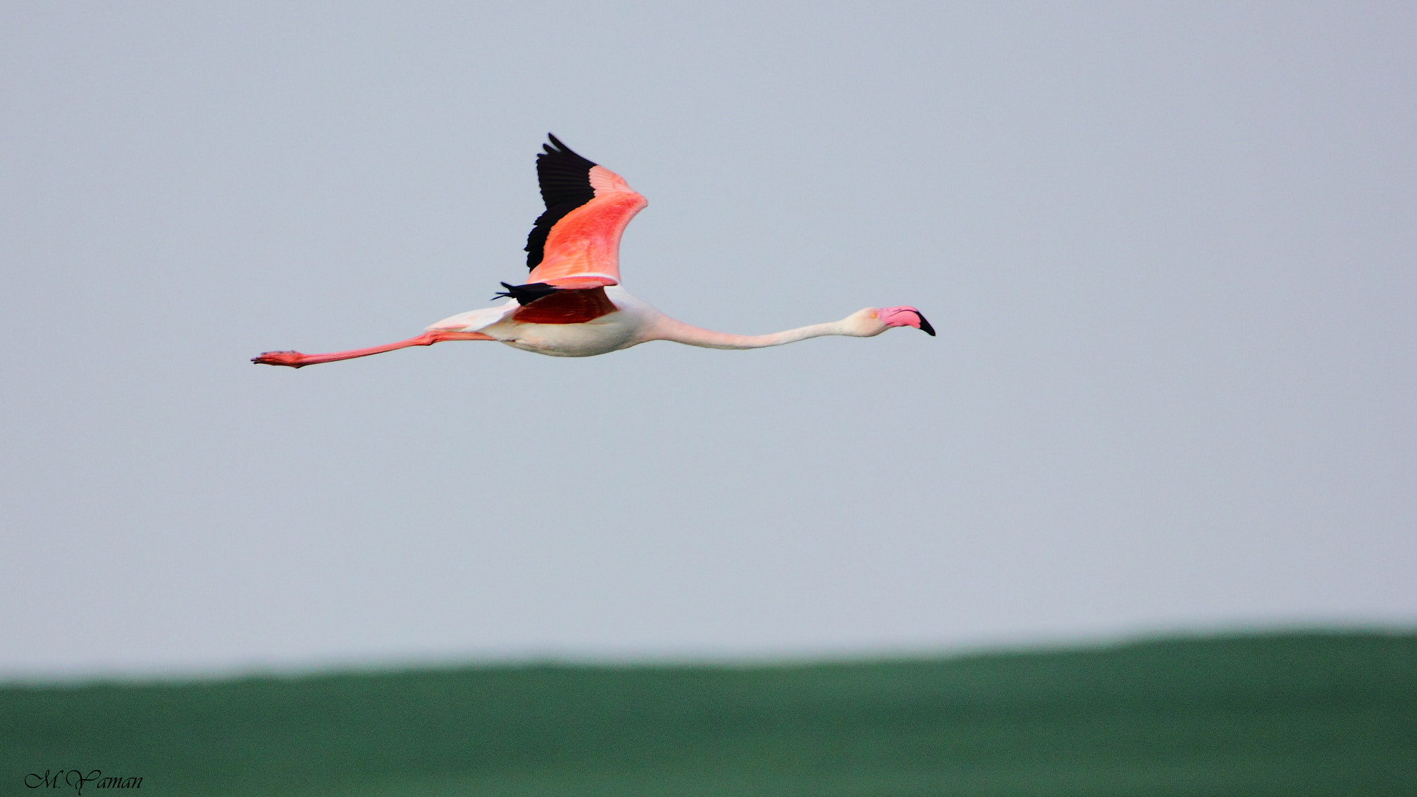 Tamron SP 150-600mm F5-6.3 Di VC USD sample photo. Flamingo photography