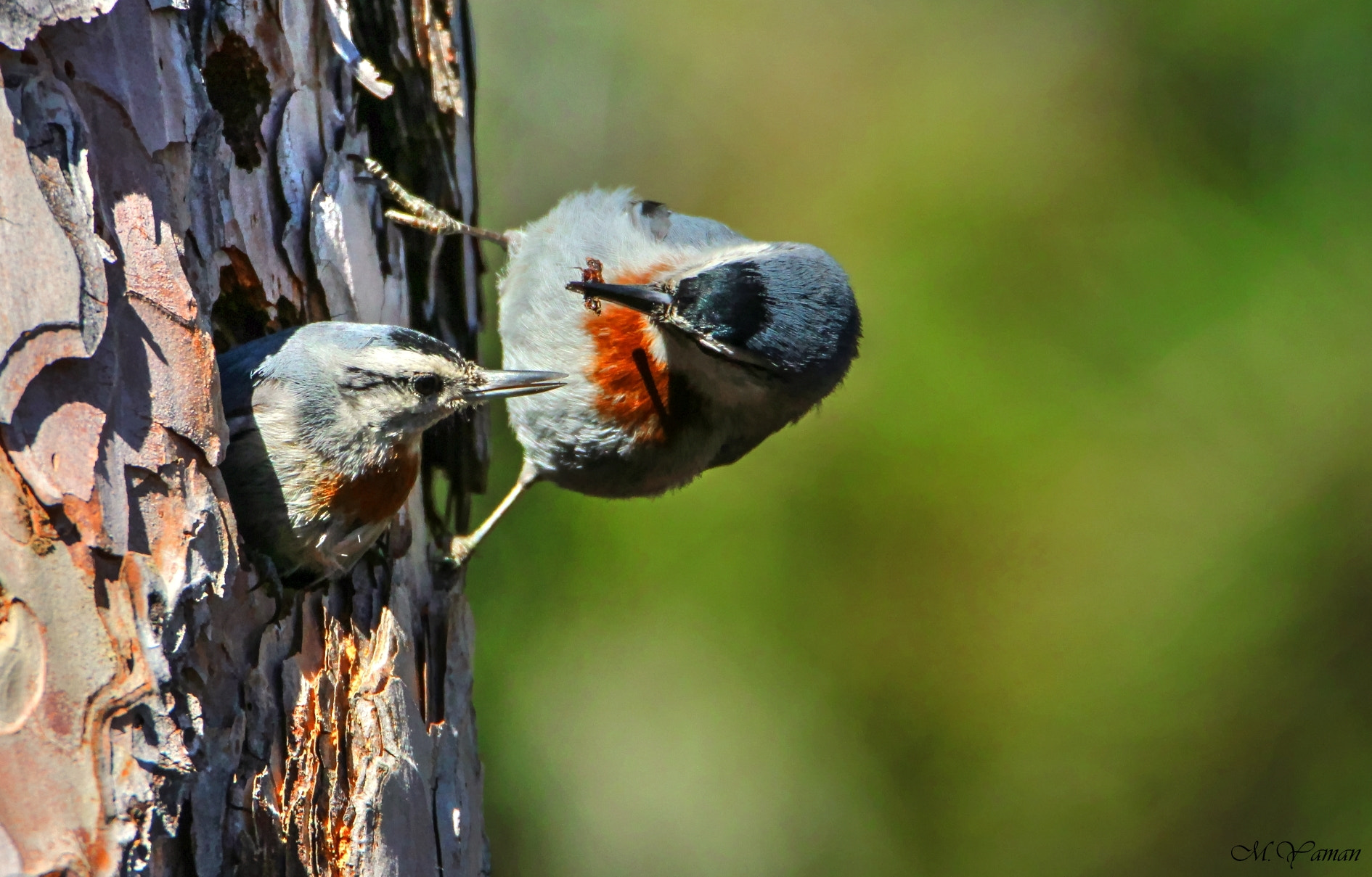 Tamron SP 150-600mm F5-6.3 Di VC USD sample photo. Anadolu sıvacısı » krüper`s nuthatch photography