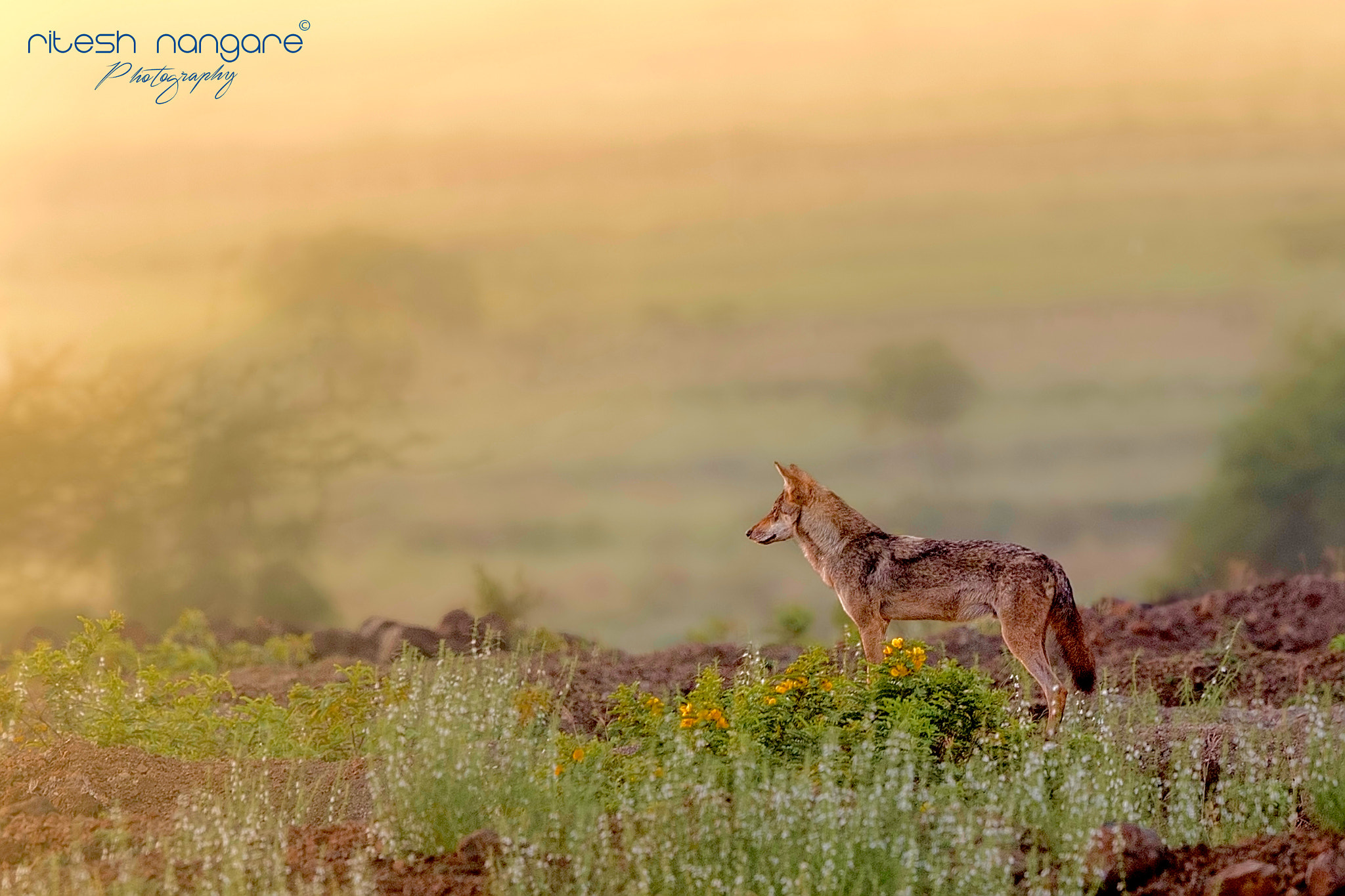 Canon EOS-1D X + Canon EF 500mm F4L IS II USM sample photo. Golden wolf ....... photography