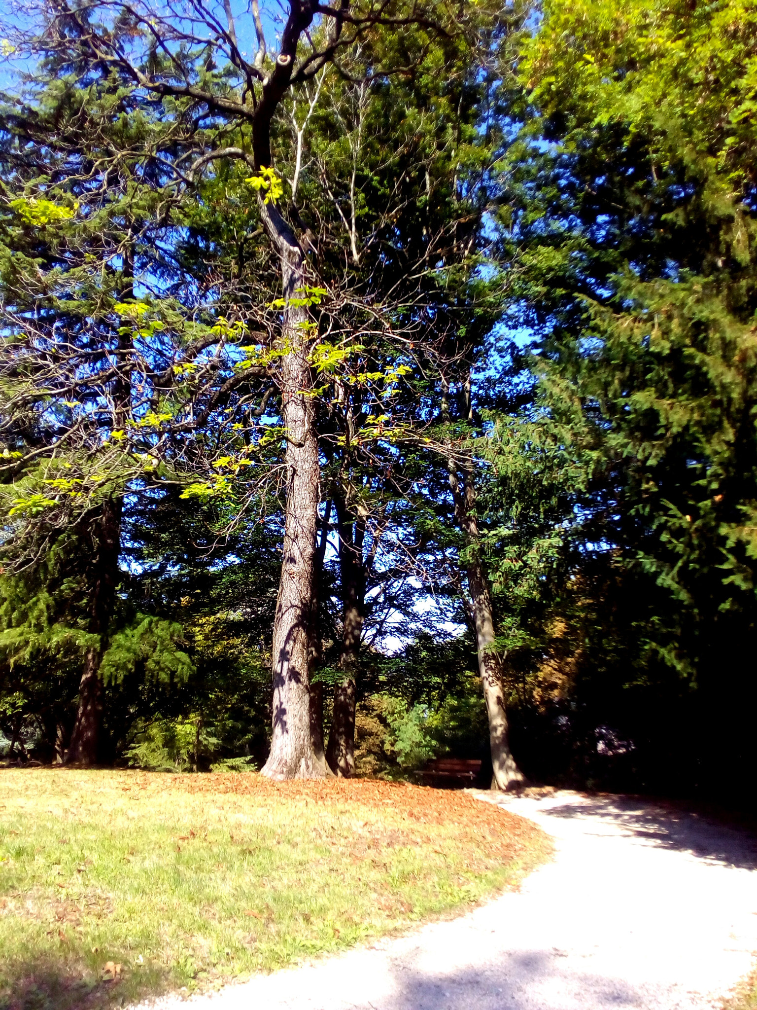 ASUS Zenfone Go (ASUS_Z00VD) sample photo. Love tree photography