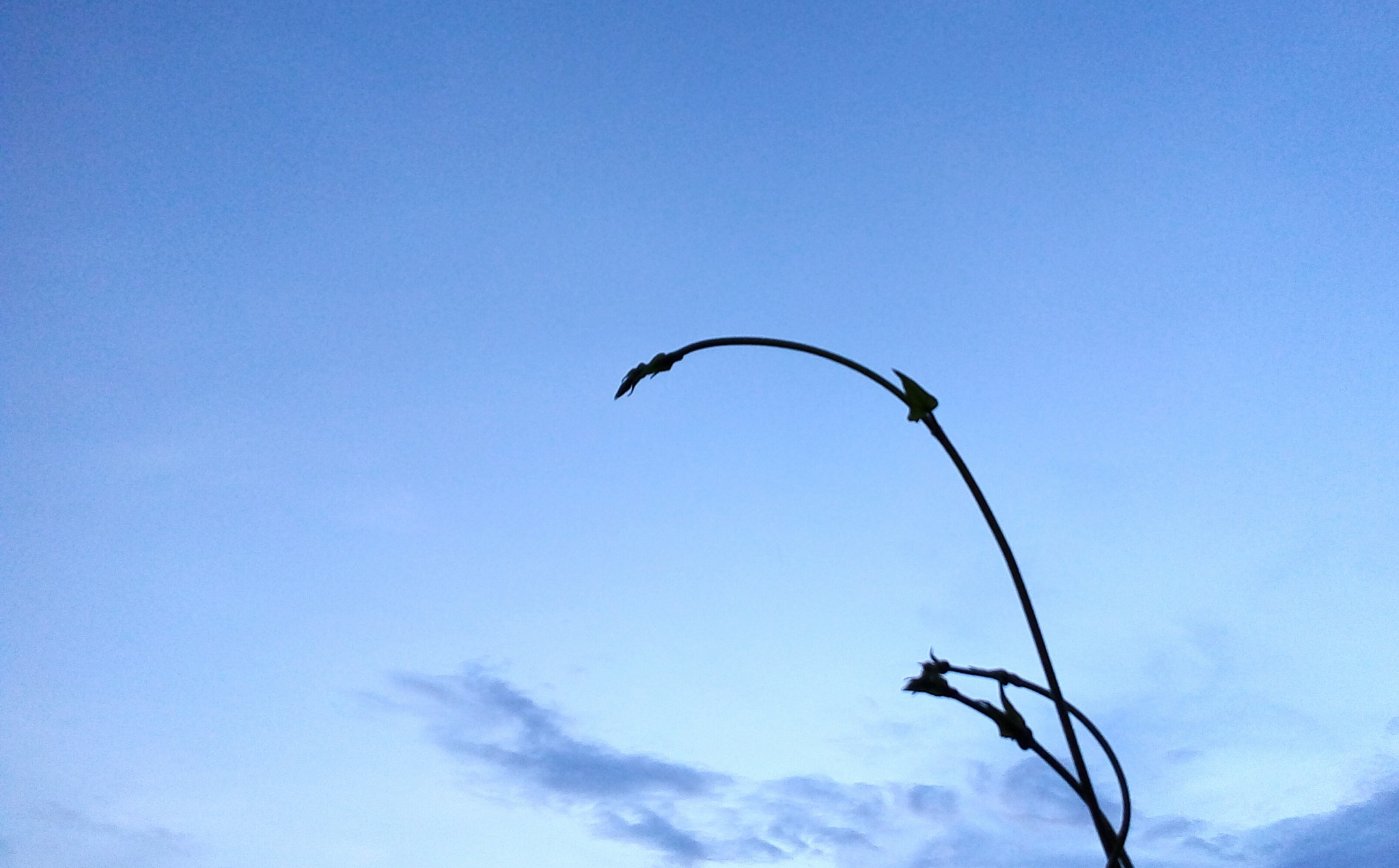 Symphony i10 sample photo