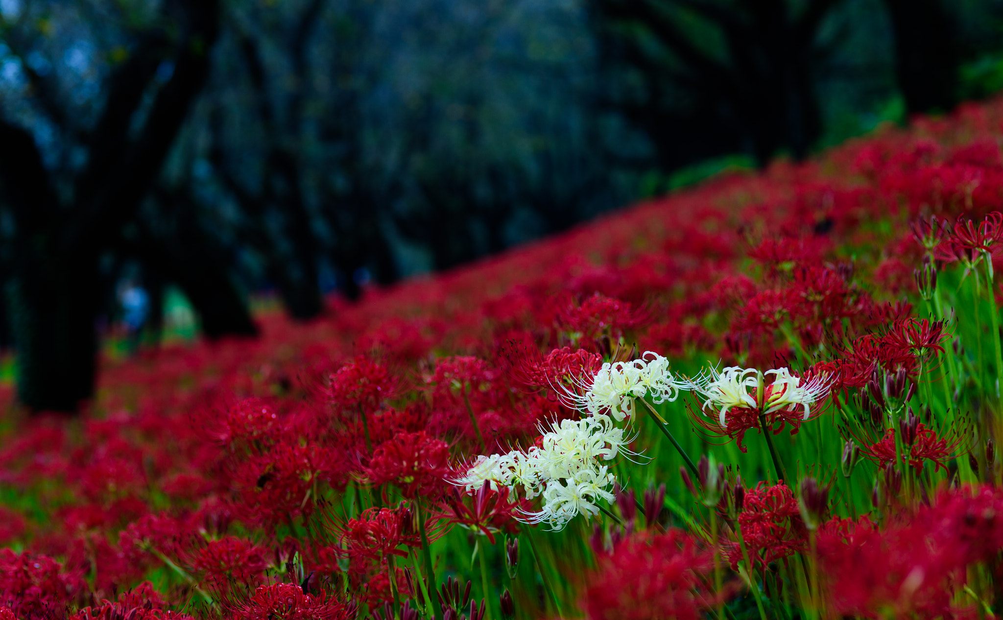 Nikon Df sample photo. 狐花 photography