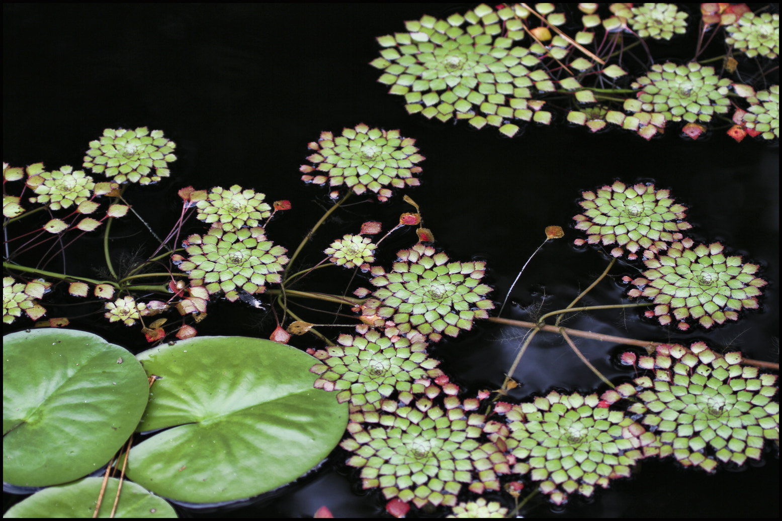 Canon EF 100-400mm F4.5-5.6L IS USM sample photo. Simplicity and complicity photography