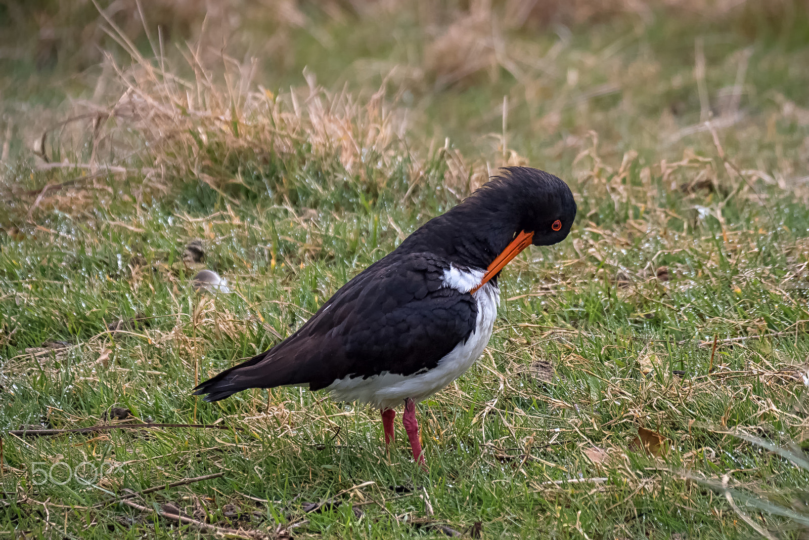 Panasonic Lumix DMC-GH4 sample photo. South island pied oystercatcher photography