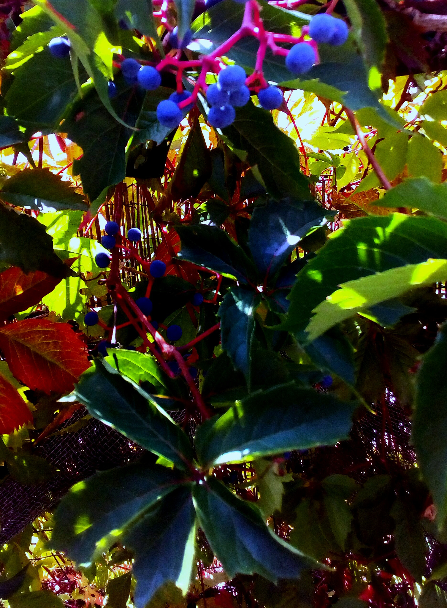 ASUS Zenfone Go (ASUS_Z00VD) sample photo. Nature photography