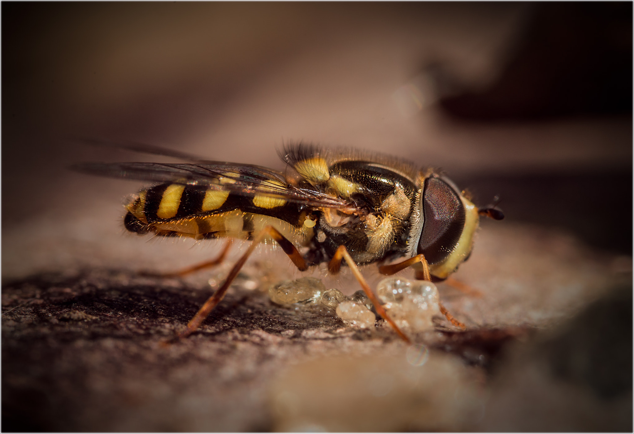 Sigma 105mm F2.8 EX DG OS HSM sample photo. Bee's photography
