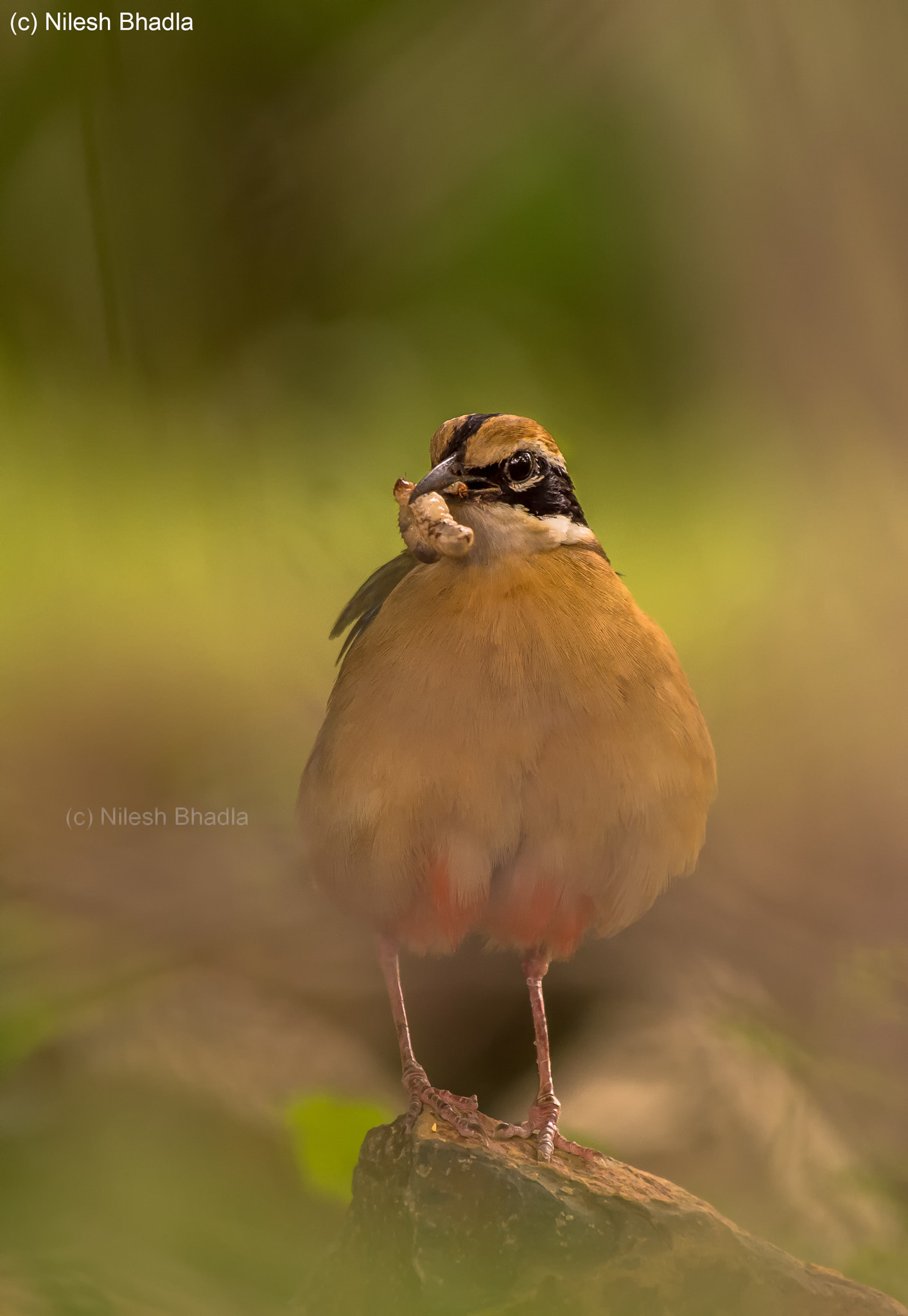 Nikon AF-S Nikkor 200-500mm F5.6E ED VR sample photo. Indian pitta photography