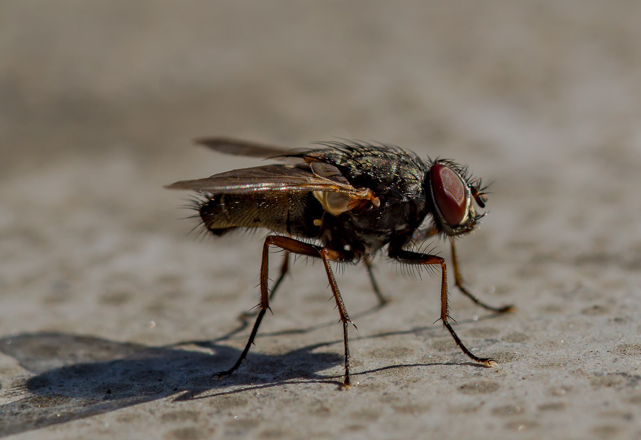 Sony SLT-A58 + 105mm F2.8 sample photo. Huisvlieg photography