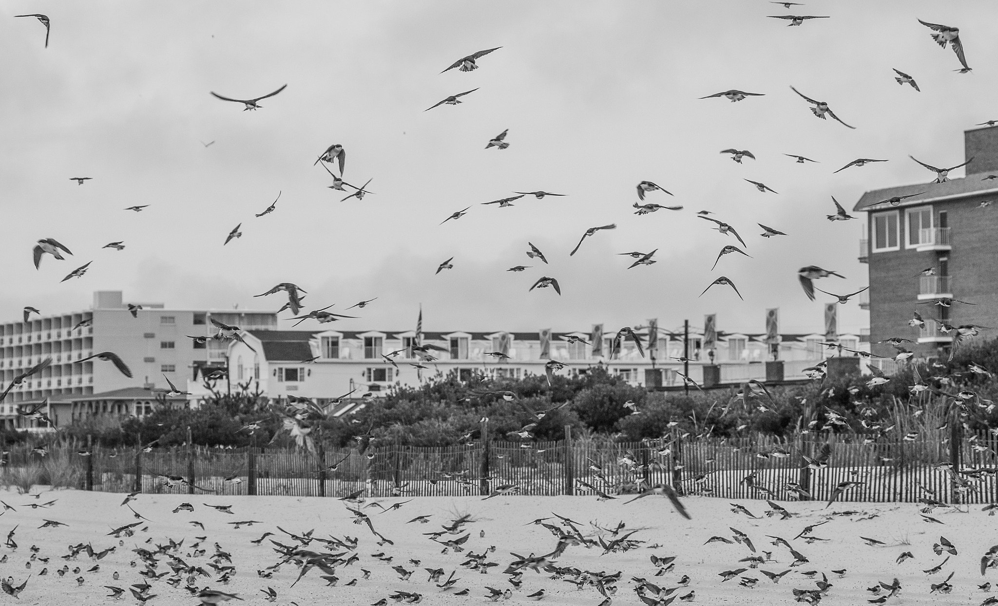 Canon EF 70-300mm F4-5.6L IS USM sample photo. The birds photography