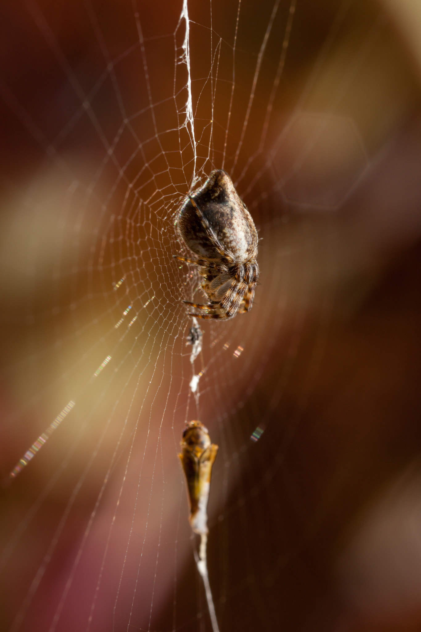 Canon EOS 5D Mark II + Canon MP-E 65mm F2.5 1-5x Macro Photo sample photo. Cyclosa conica photography