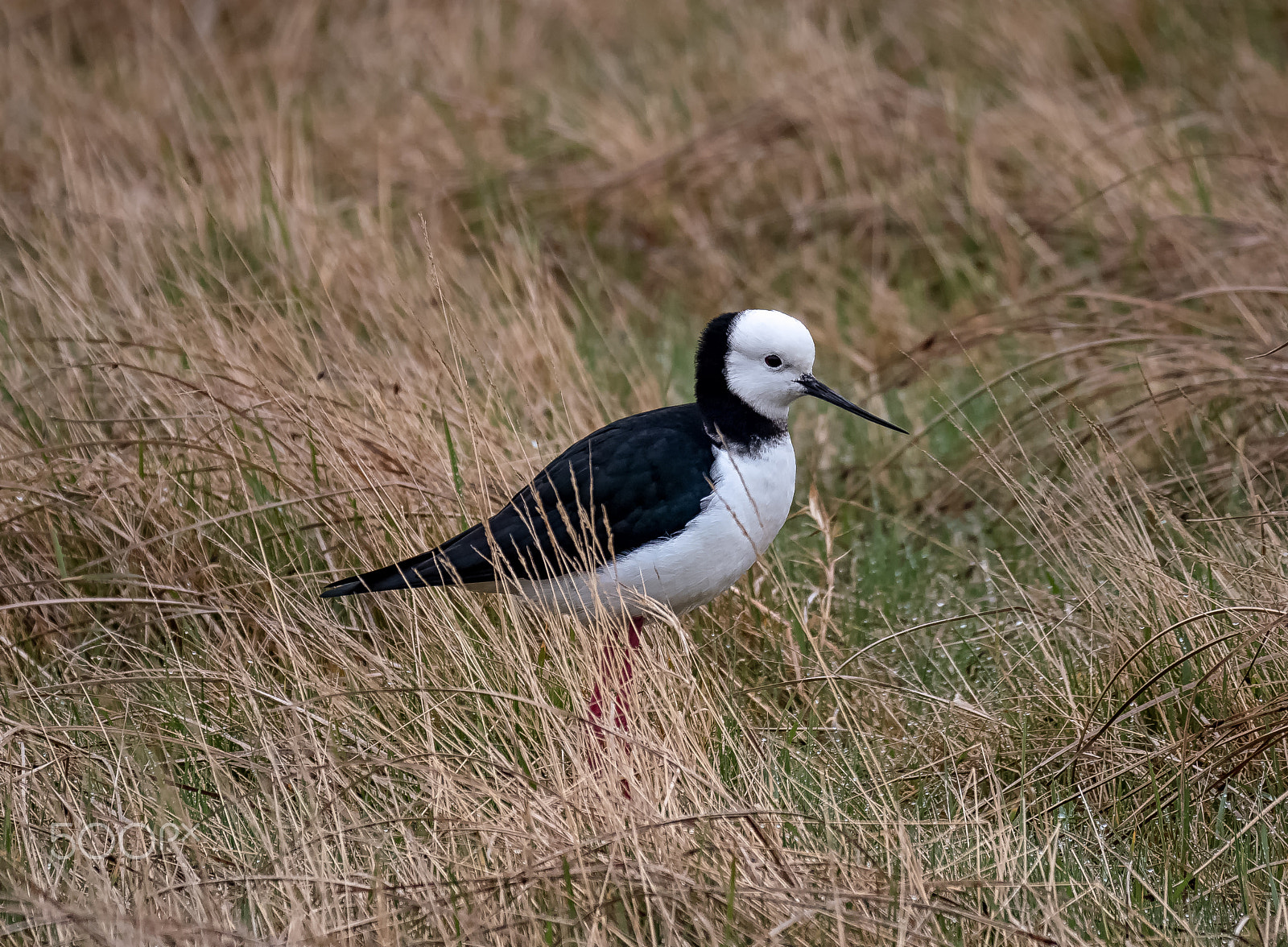 Panasonic Lumix DMC-GH4 sample photo. Pied stilt photography