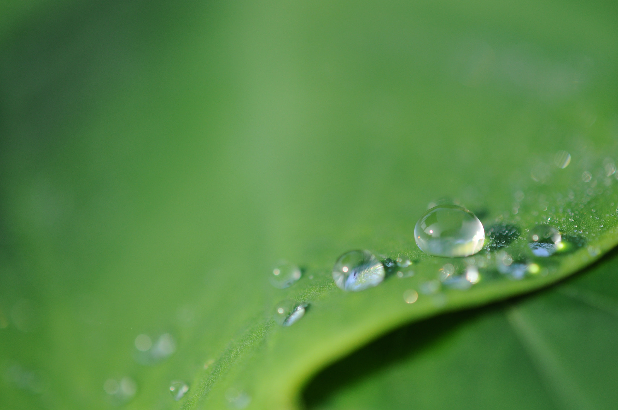 Nikon AF-S DX Micro Nikkor 40mm F2.8 sample photo. 水滴 photography